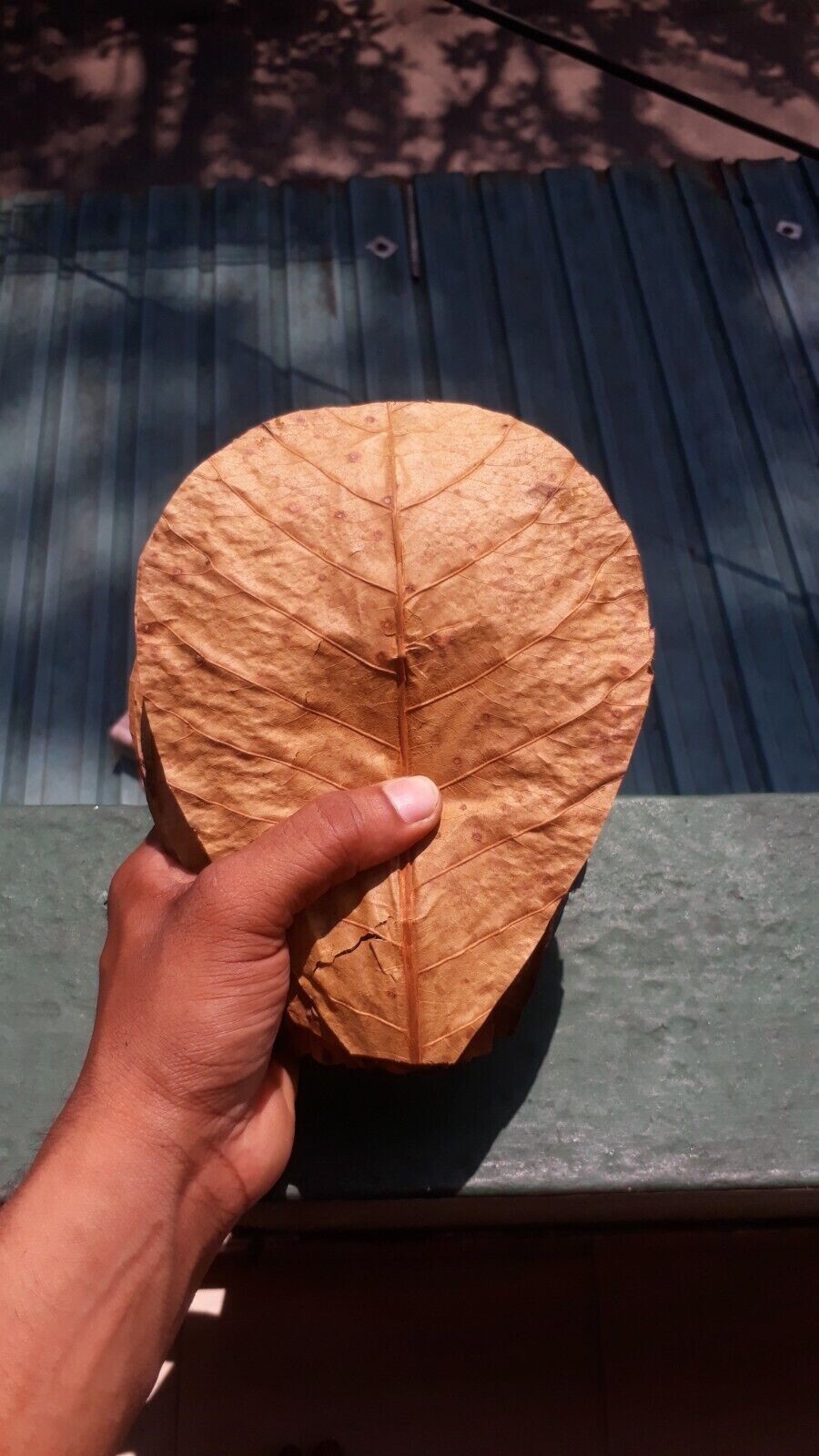 100Pc almond leaves 5'' catappa indian ketapang leaf Shrimp betta fish aquarium