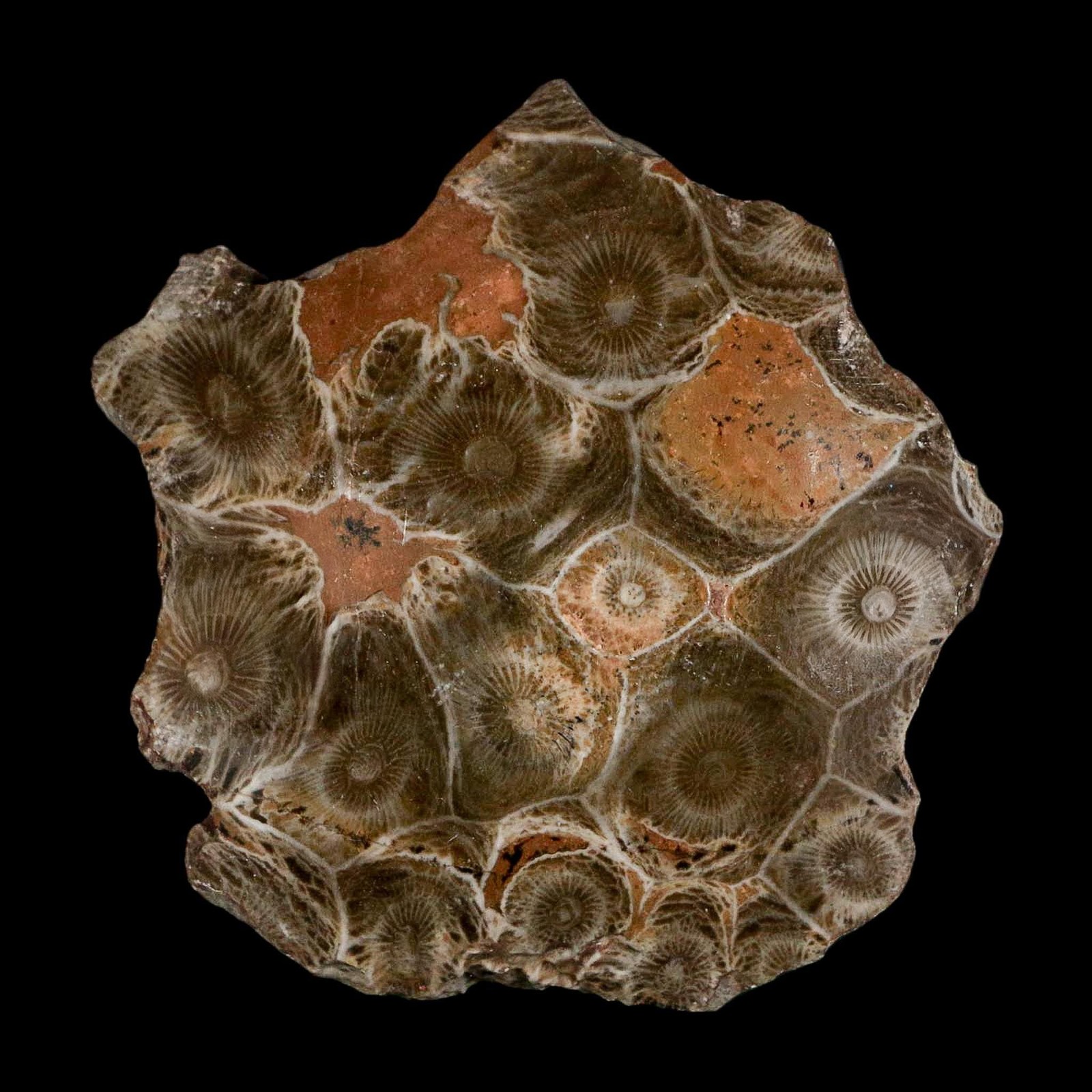 2.6" Polished Hexagonaria Coral Fossil Devonian Age 350 Million Yrs Old Morocco