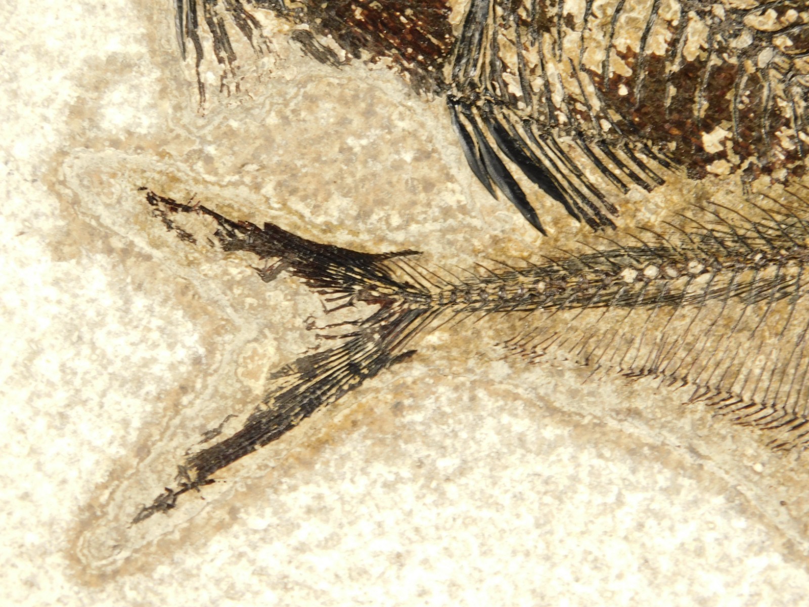 Two! SPECIES Rare Priscacara FISH Fossil and Diplomystus On HUGE Matrix Wyoming