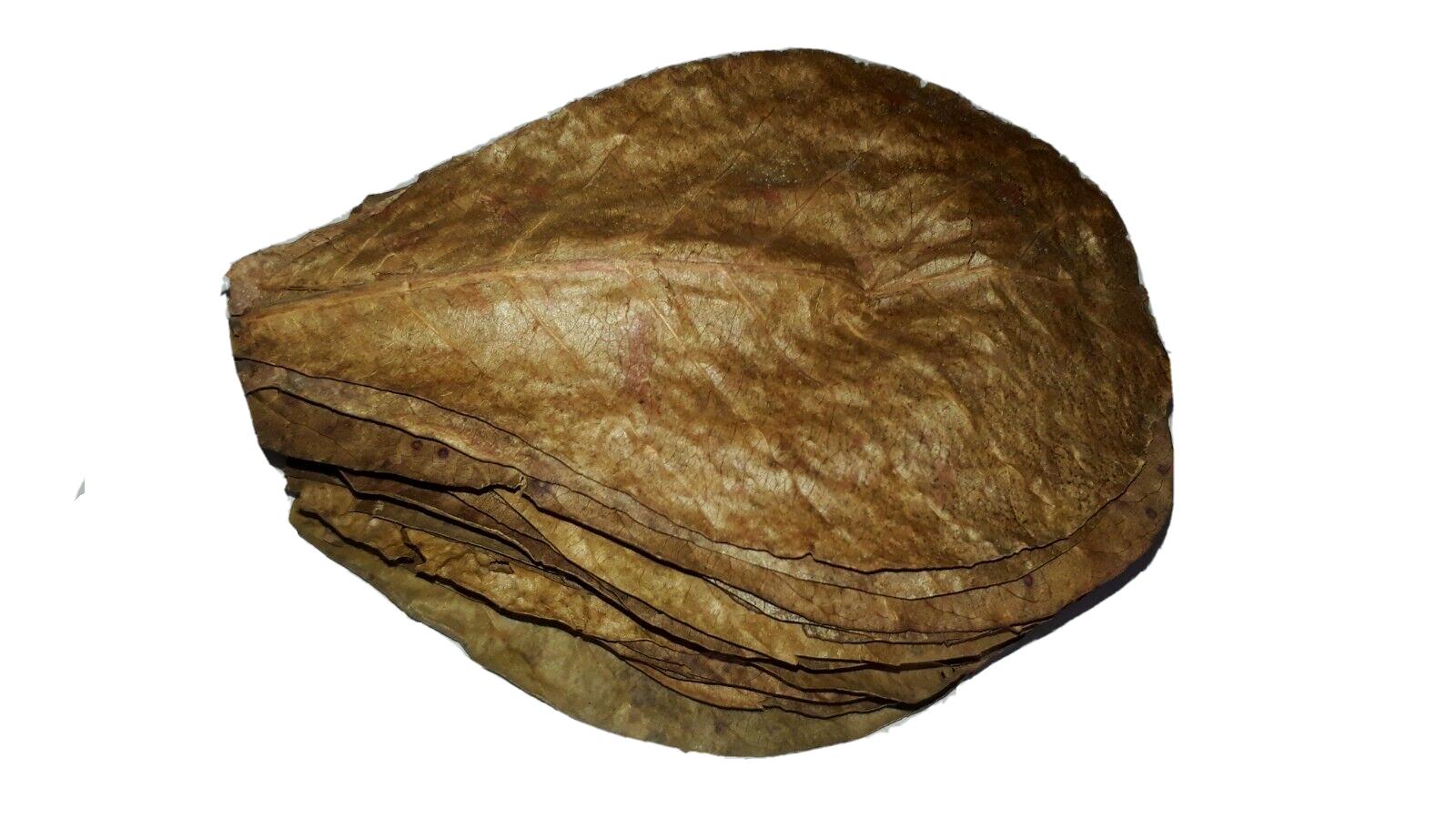 120g LARGE Indian Almond Catappa Ketapang Leaf Leaves Aquarium Betta Fish Shrimp