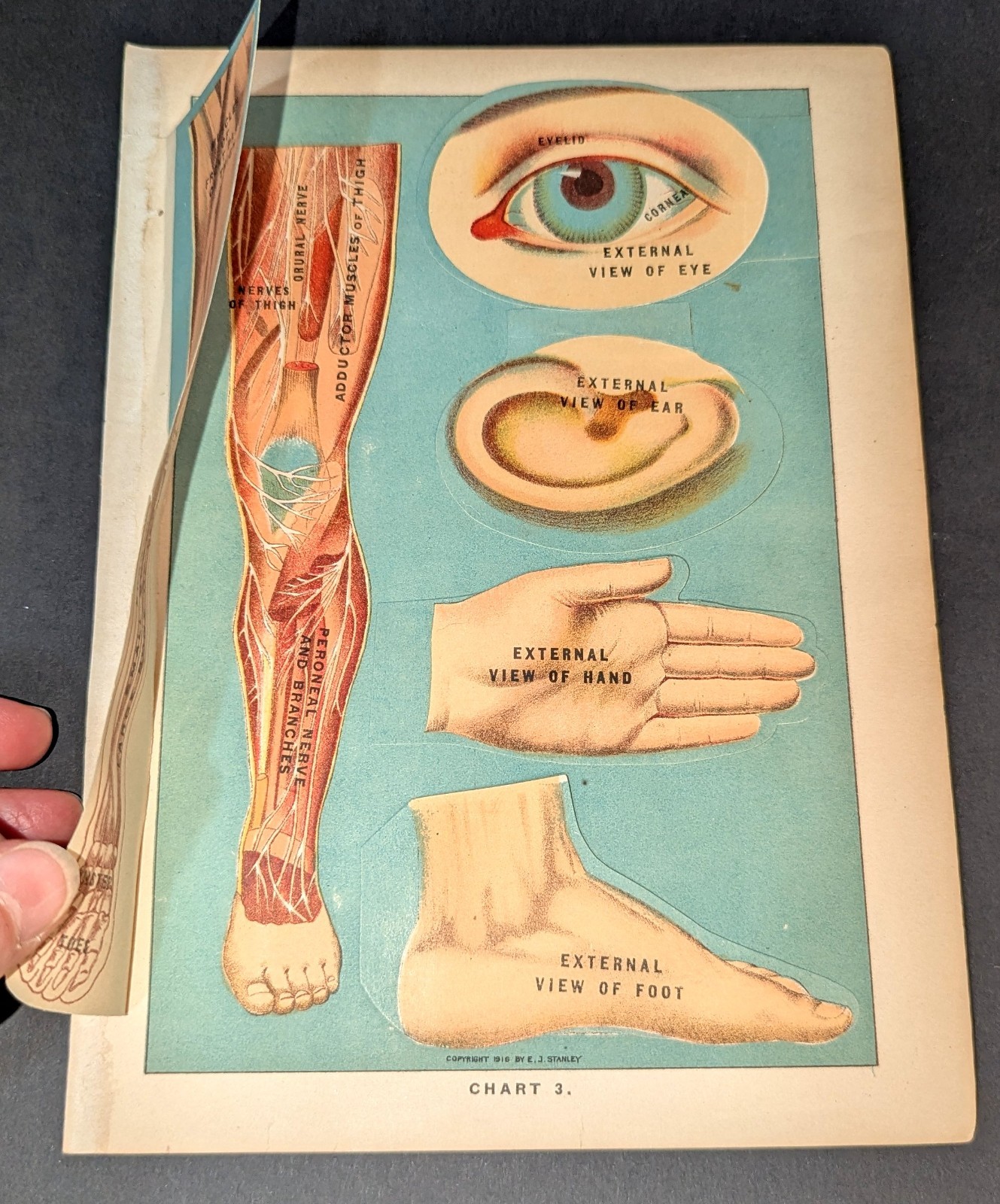 Antique Medical Book Plate Layered Anatomy of Eye Ear Hand Foot Leg E J Stanley