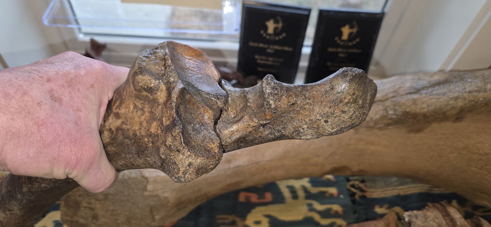 Huge Bison Bison Radius Ulna & Thoracic Vertebra