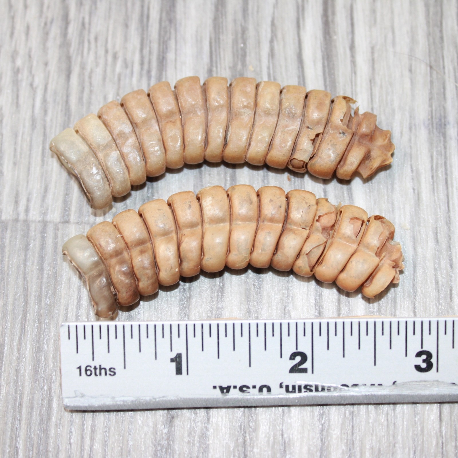 2 Extra Extra Large Rattlesnake Rattles #7863 Taxidermy Diamondback Sidewind