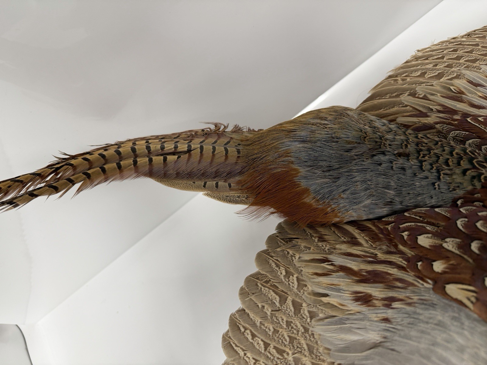 Pheasant Wall Mount Taxidermy Real Skin Flying Ring Neck Rooster On Wood Vintage