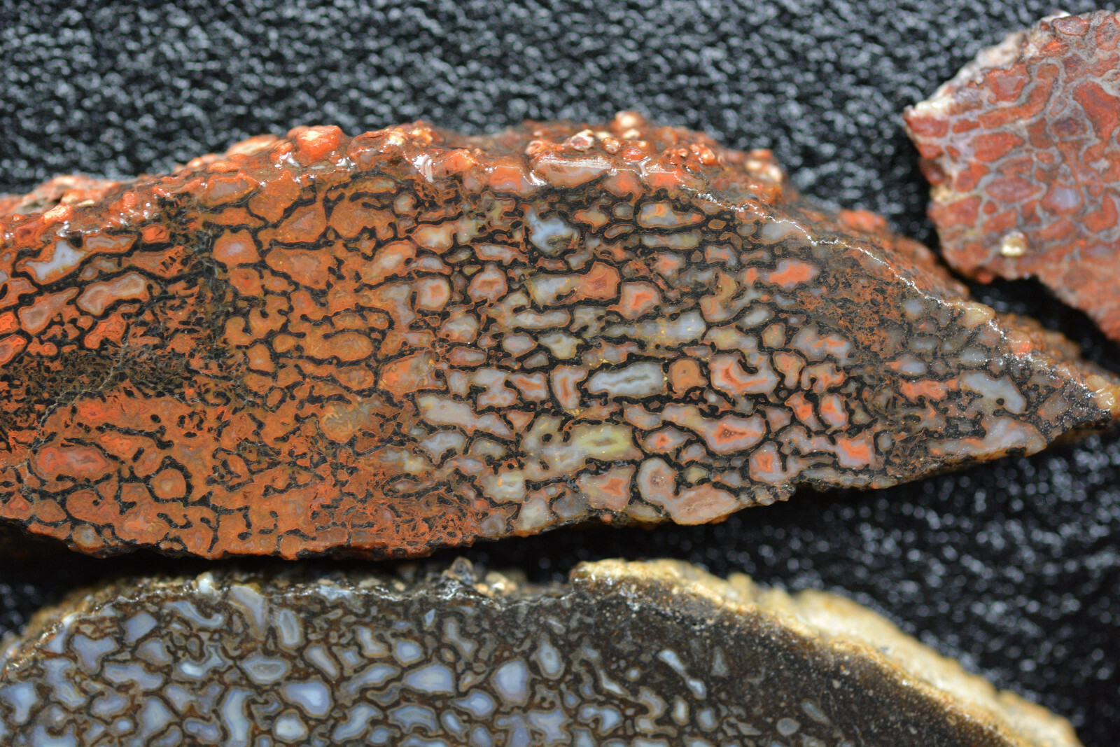 100 Grams of Agatized Dinosaur Bone Slabs