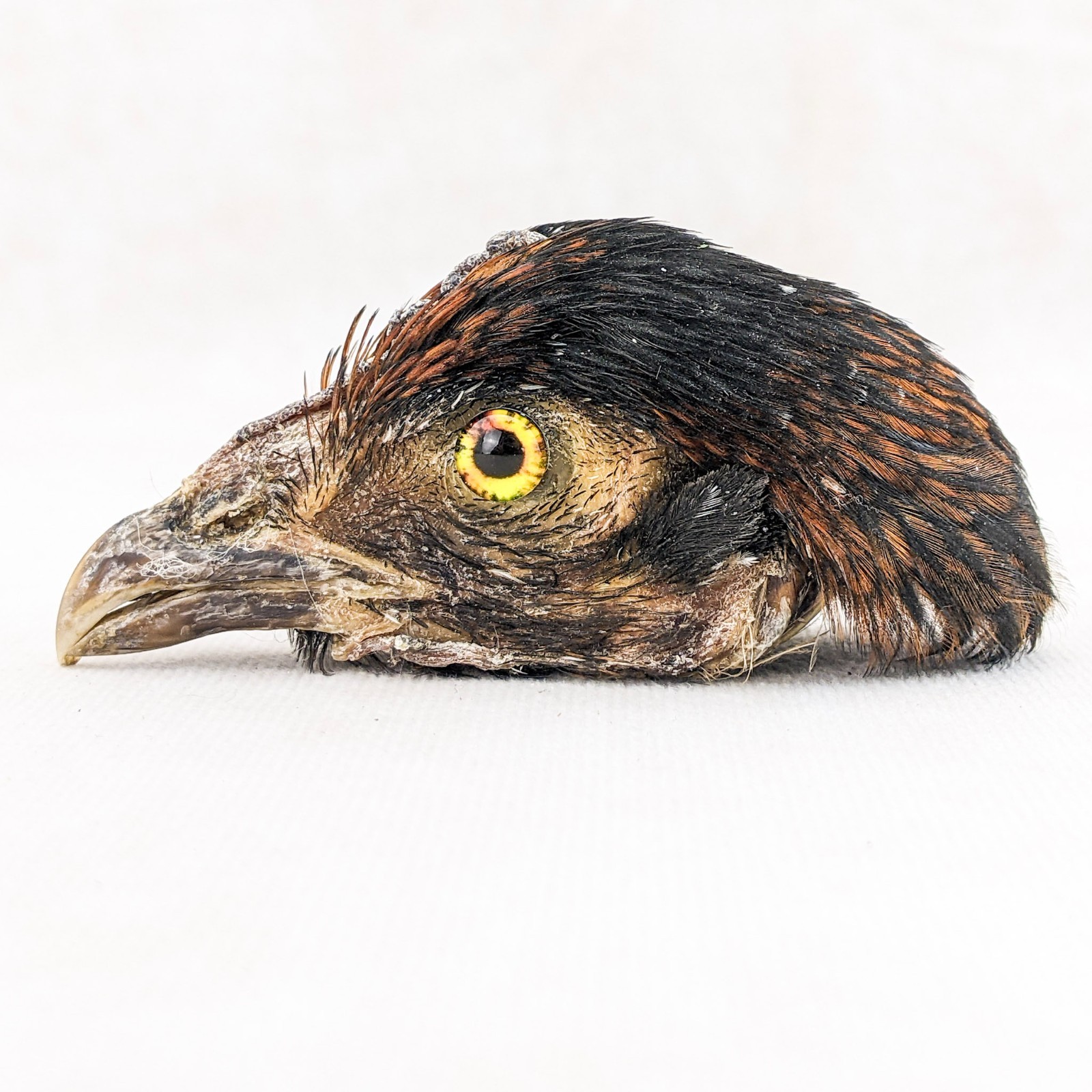 Chicken Rooster head Mount specimen DIY doll Head crafts oddity curiosity bird