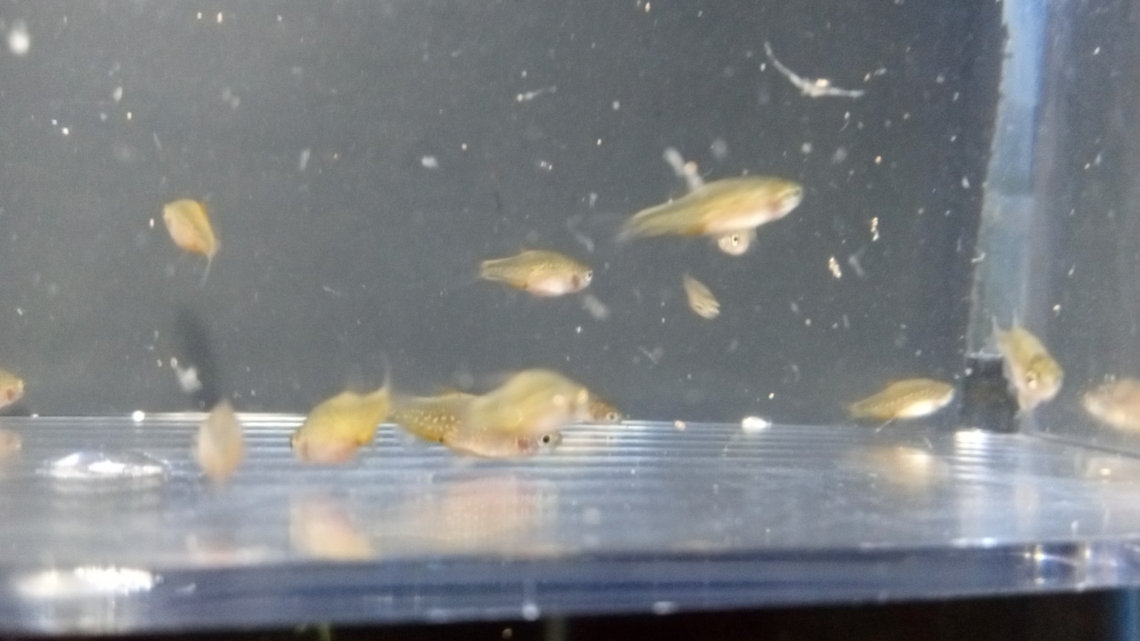 (6) Celestial Pearl Danio-Galaxy Rasbora-HIGH QUALITY- Pennsylvania bred