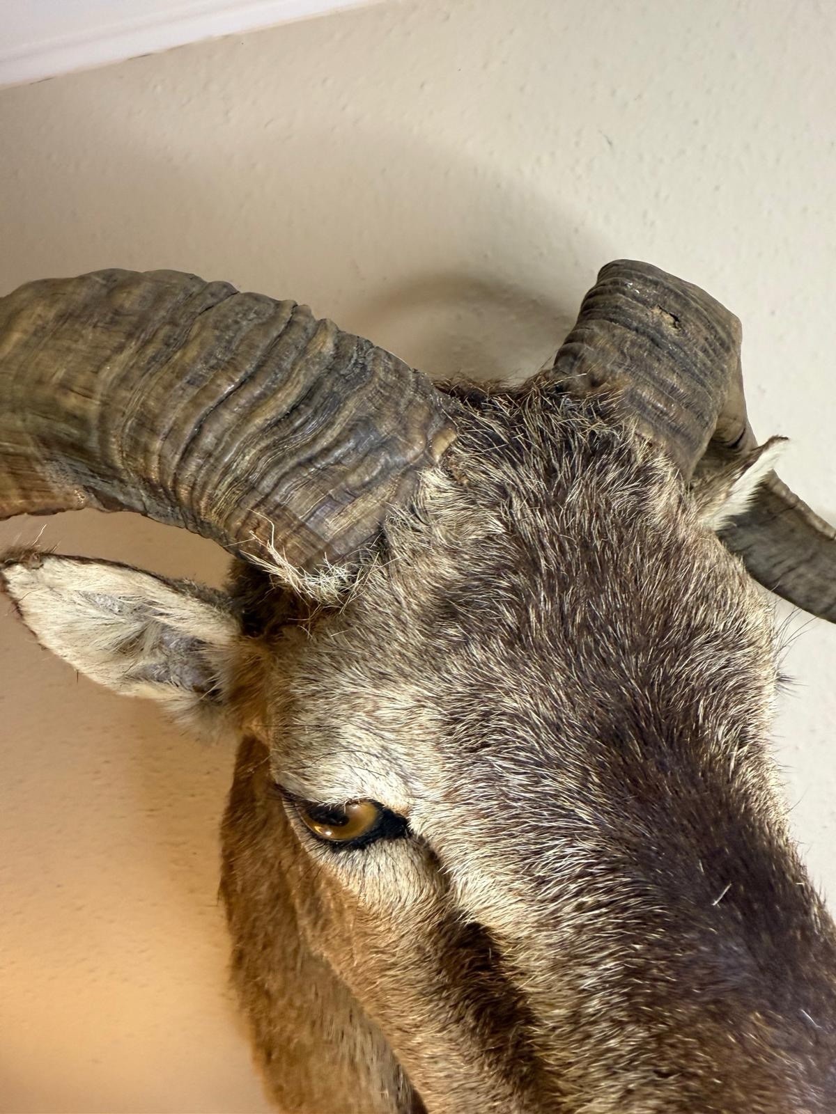 Corsican Ram Taxidermy Shoulder Mount