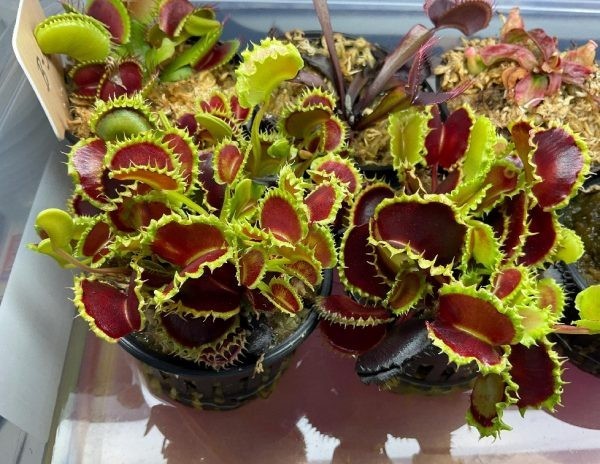 Venus Flytrap 'Chinese Dumpling' plug (Dionaea Muscipula) - Carnivorous Plant