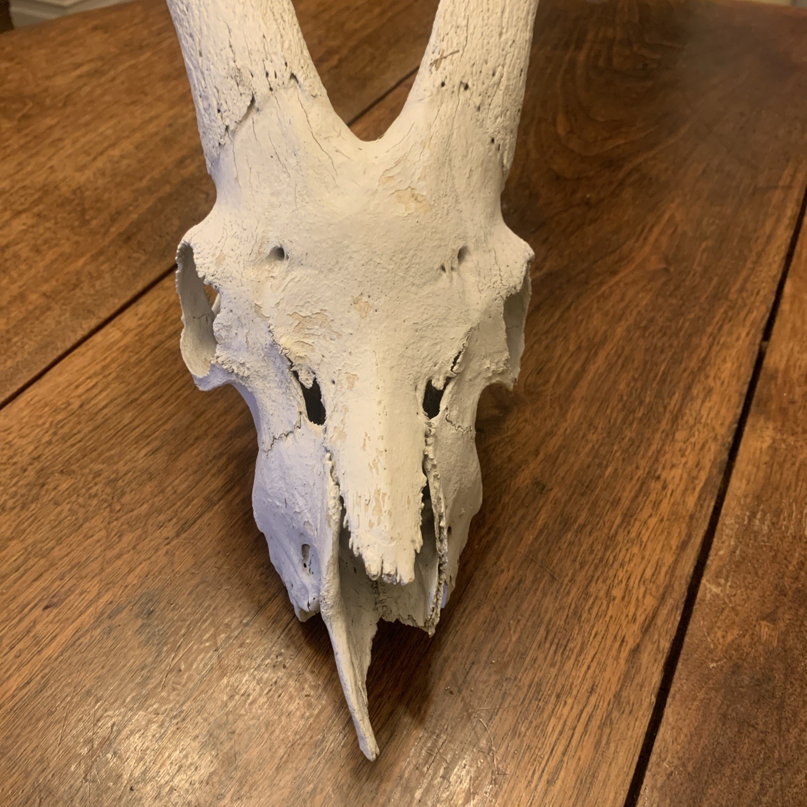 Large Authentic Goat Or Ram Skull - Taxidermy - Clean - Oddities Friendly