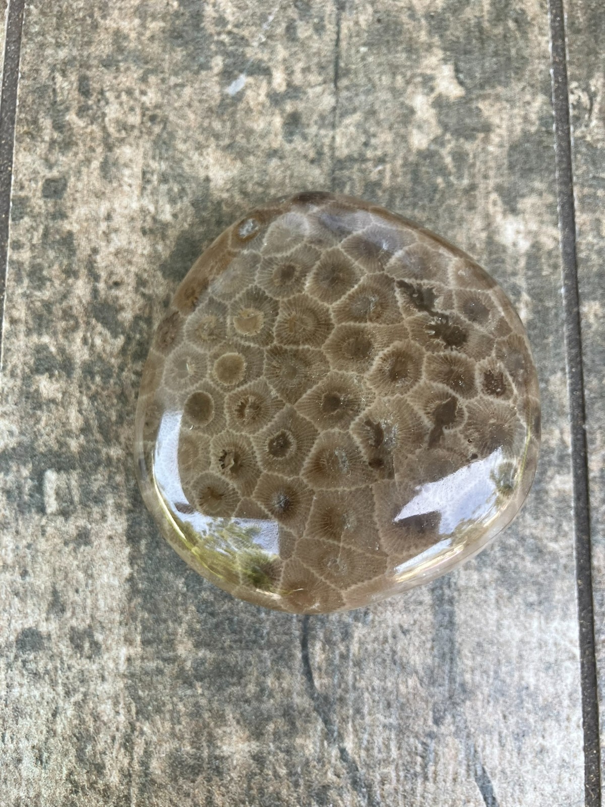 5.9oz Beautiful Full Polished Petoskey Stone Fossil Lake Michigan Coral Dark Eye