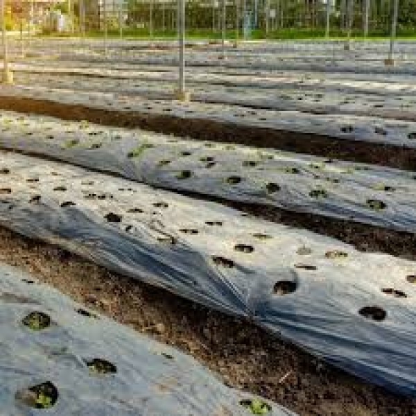 Farm Plastic Supply - Weed Control 6 Mil Black Plastic Sheeting