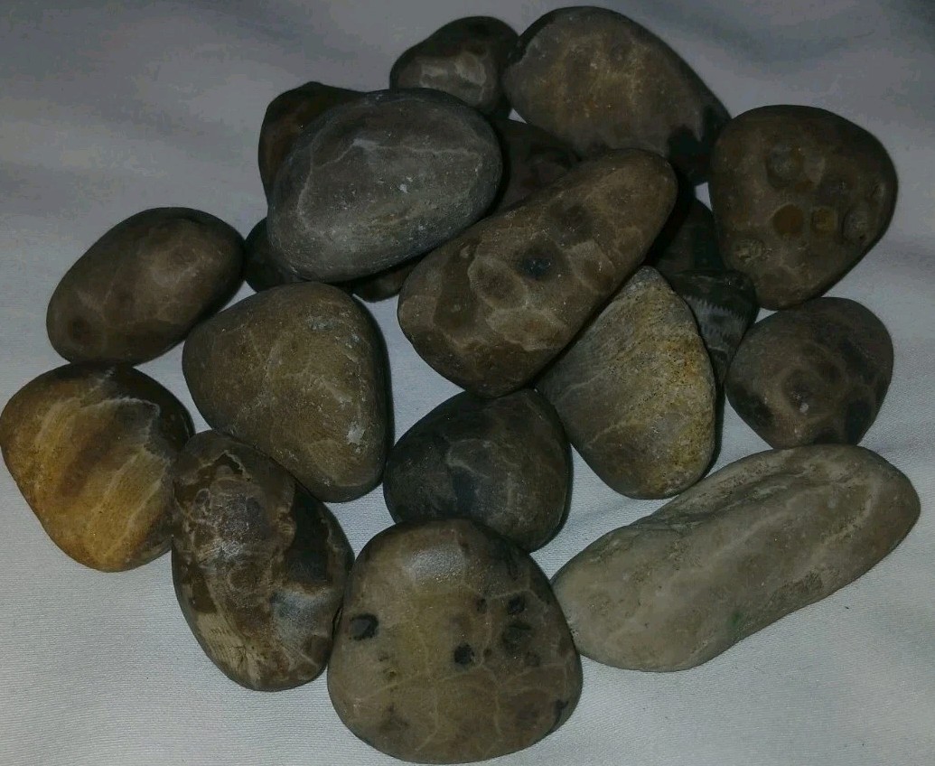Bulk Petoskey Stones 1lb Whole Unpolished Michigan Great Lakes Fossil Coral