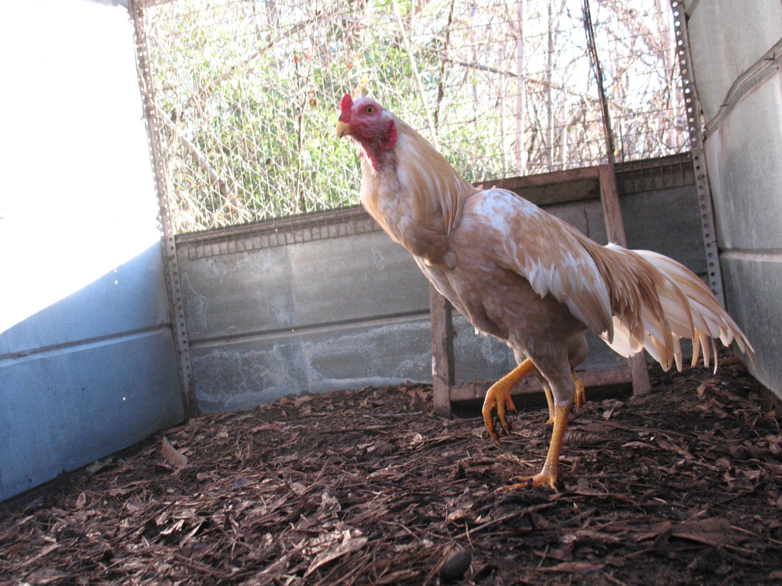 12 ASSORTED WAHL ASIL EGGS