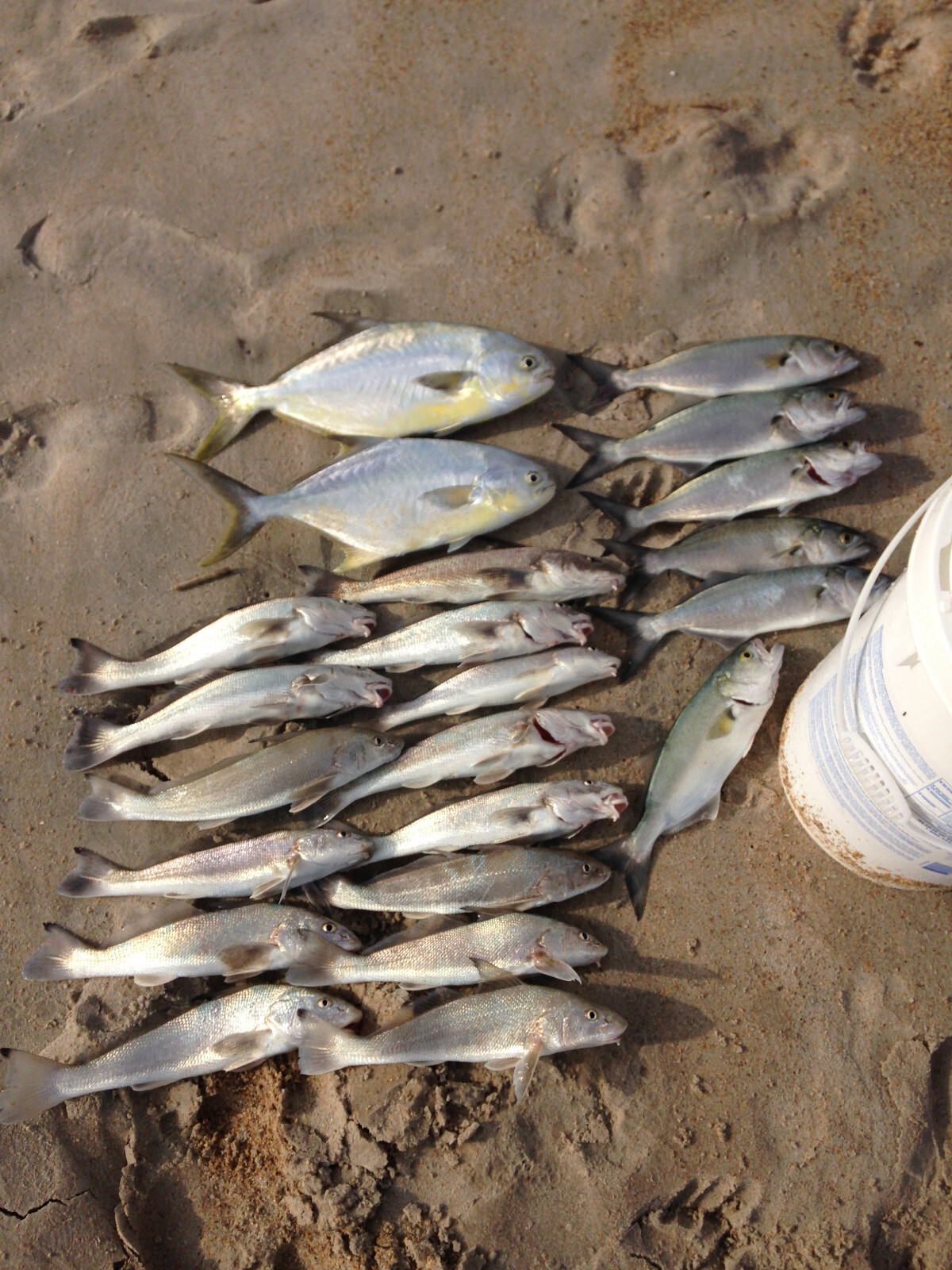 Surf Fishing Rigs, Hi-Low Rigs, The All Out - Catch All Package 17 Pompano Rigs