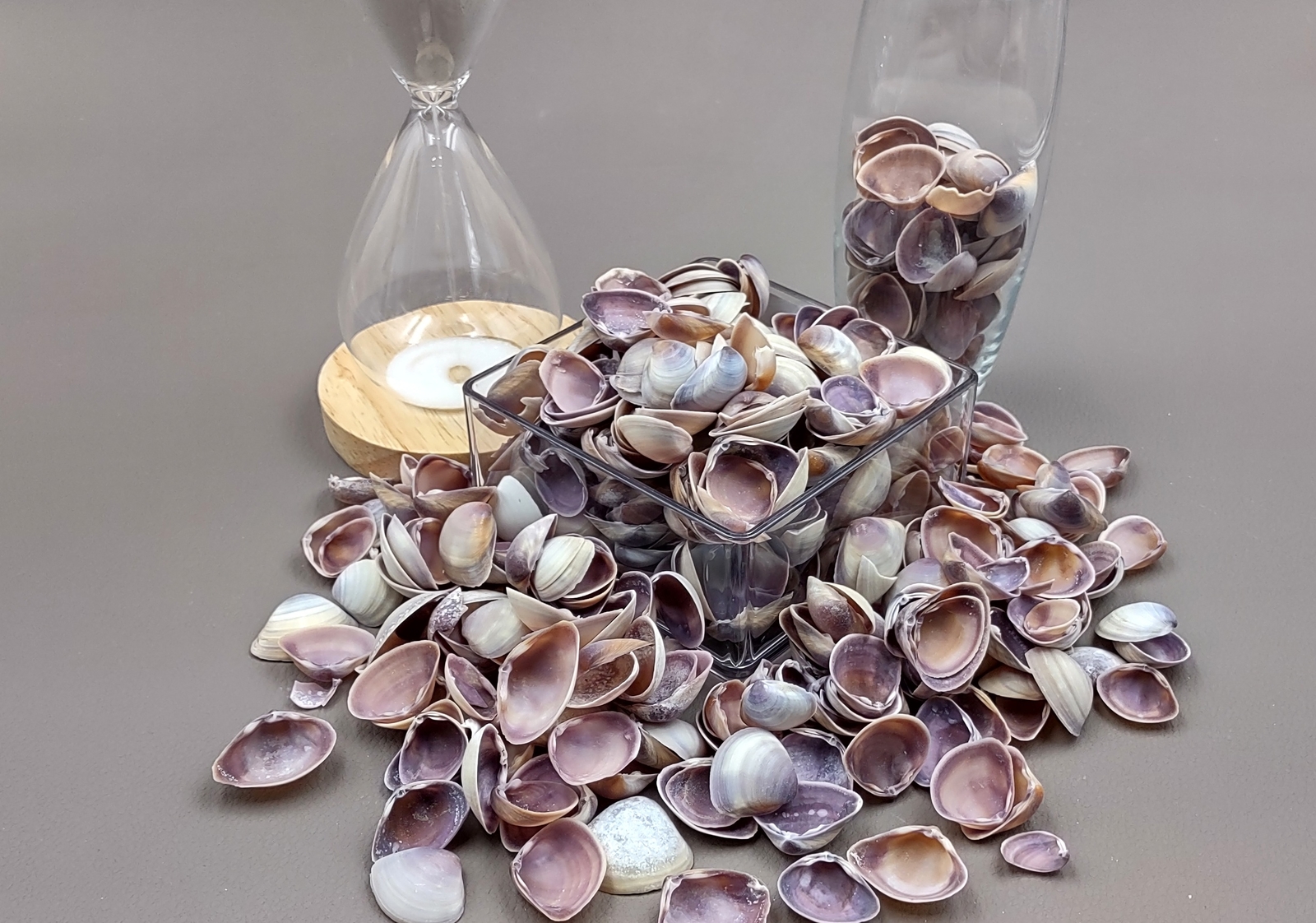 Purple Cay Cay Clam Seashells (approx. half cup 45+ shells 0.75+ inches)