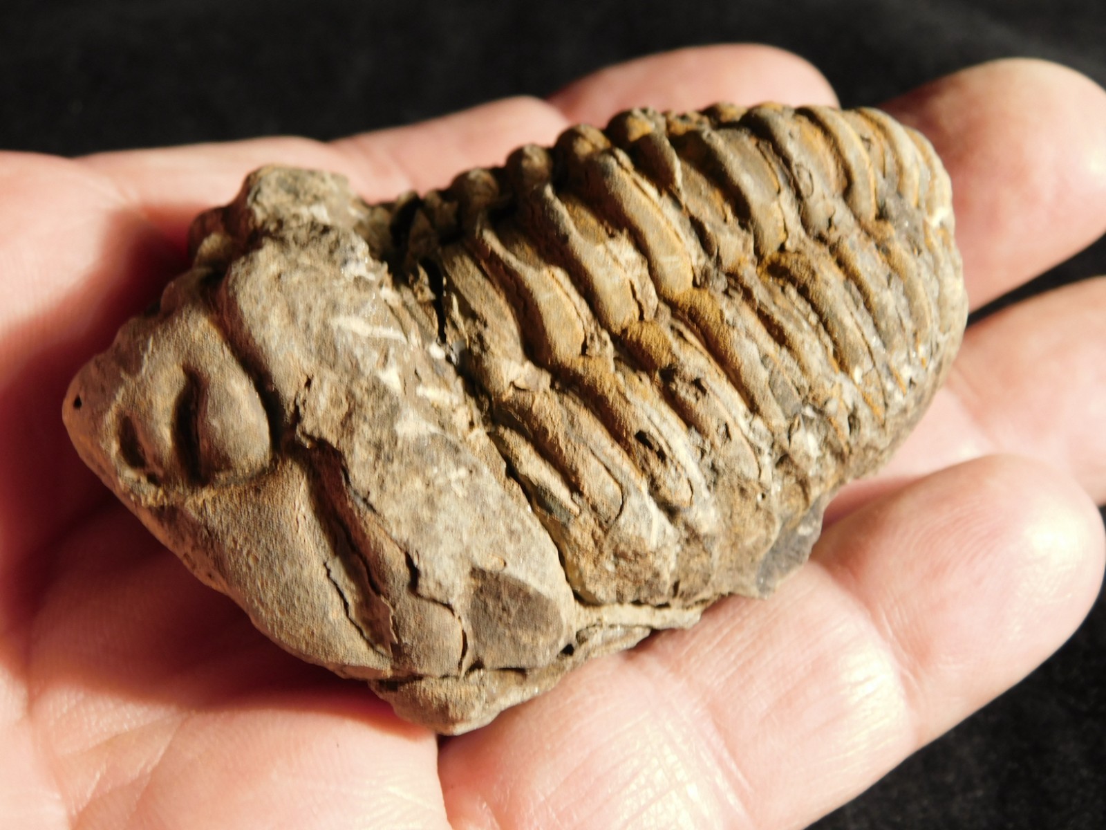 Big! 460 MILLION Year Old! Flexicalymene TRILOBITE Fossil Morocco 106gr