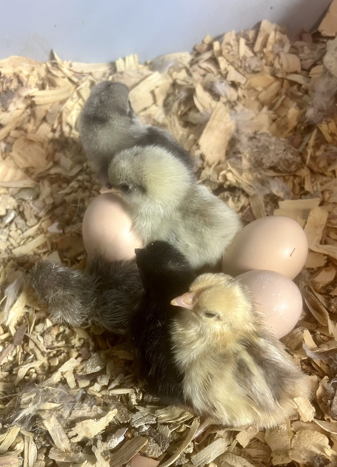 Small/Micro SERAMA Eggs One dozen Eggs