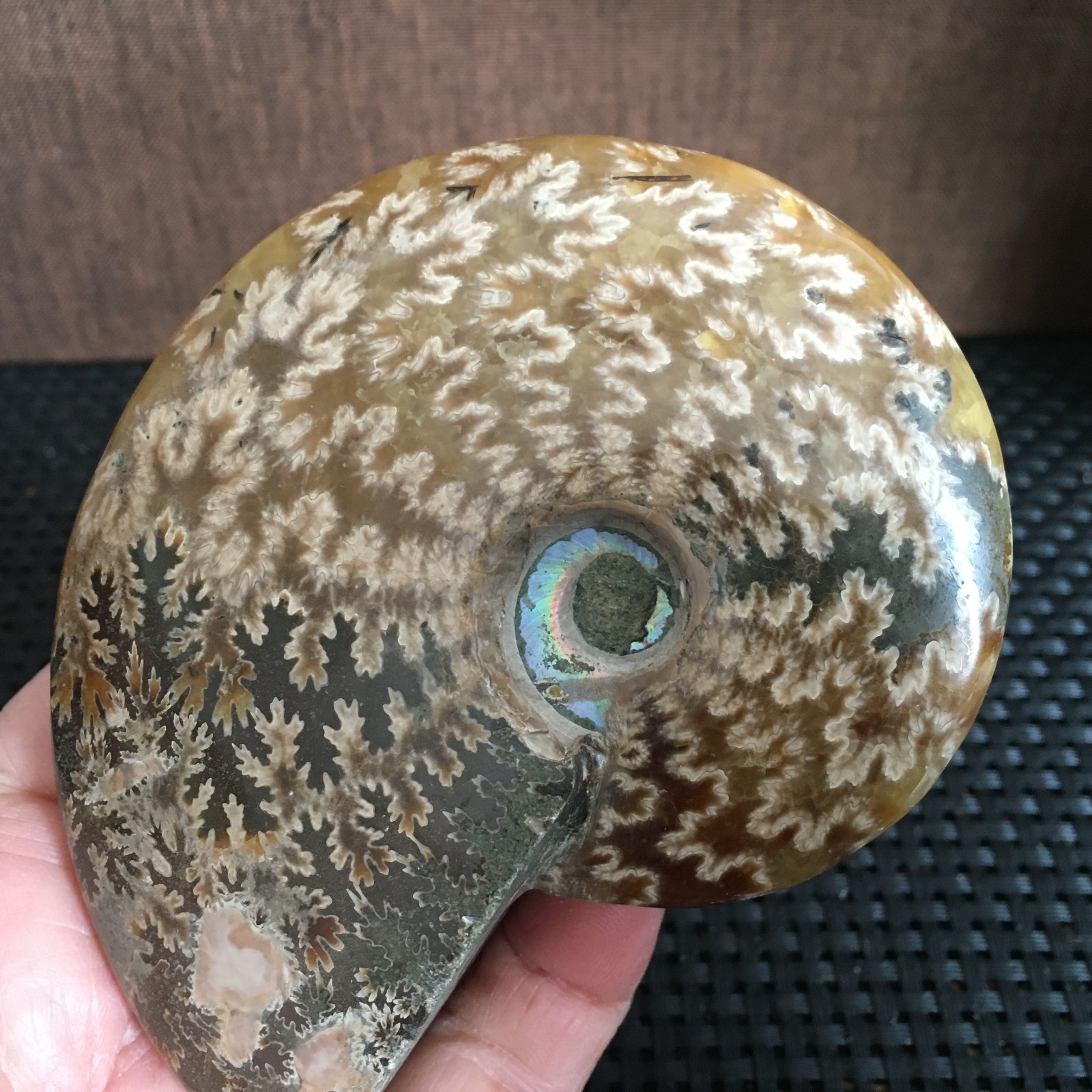 239g Natural polishing Ammonite crystal specimens fb1027