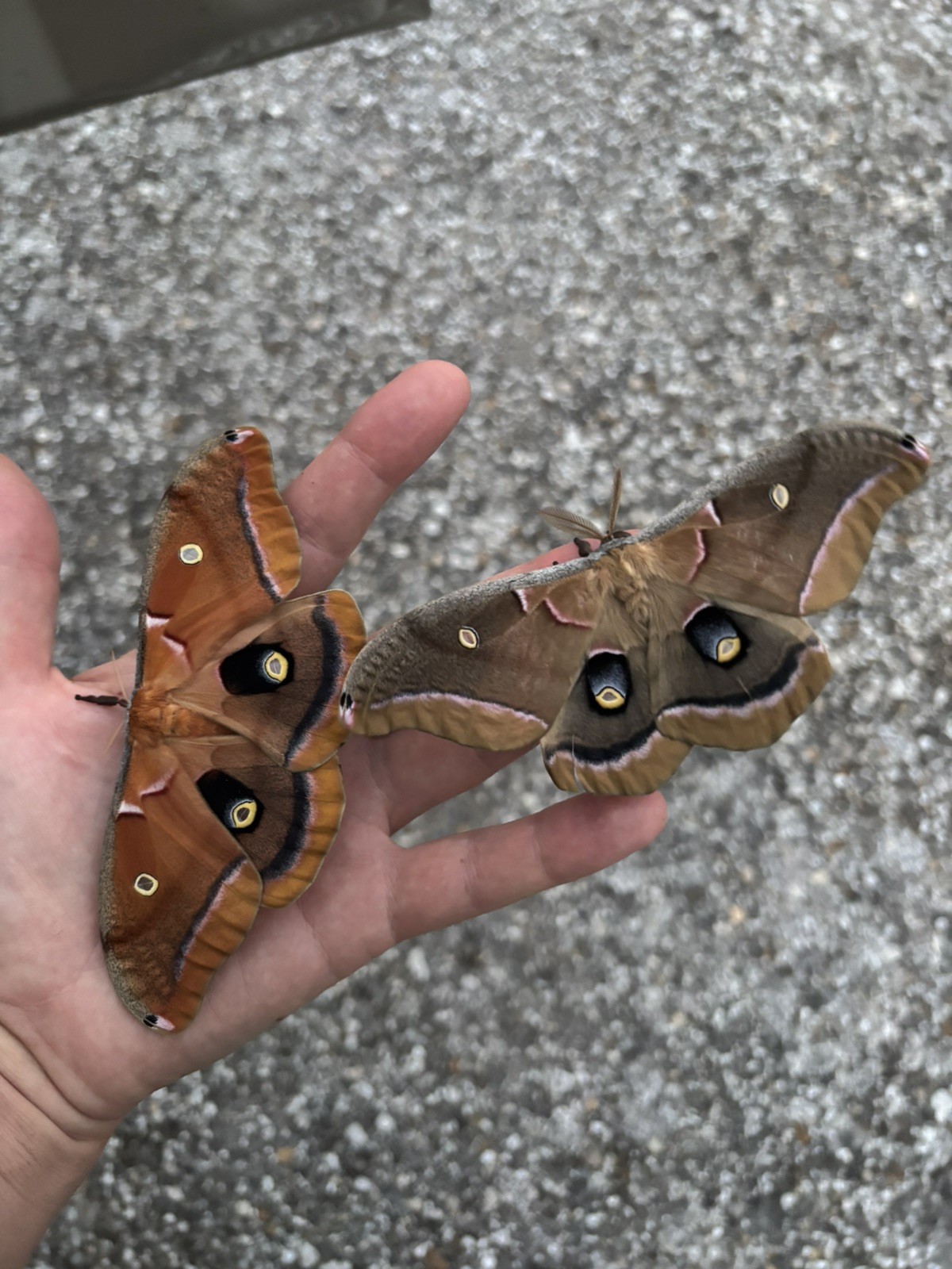 Polyphemus Moth Cocoons
