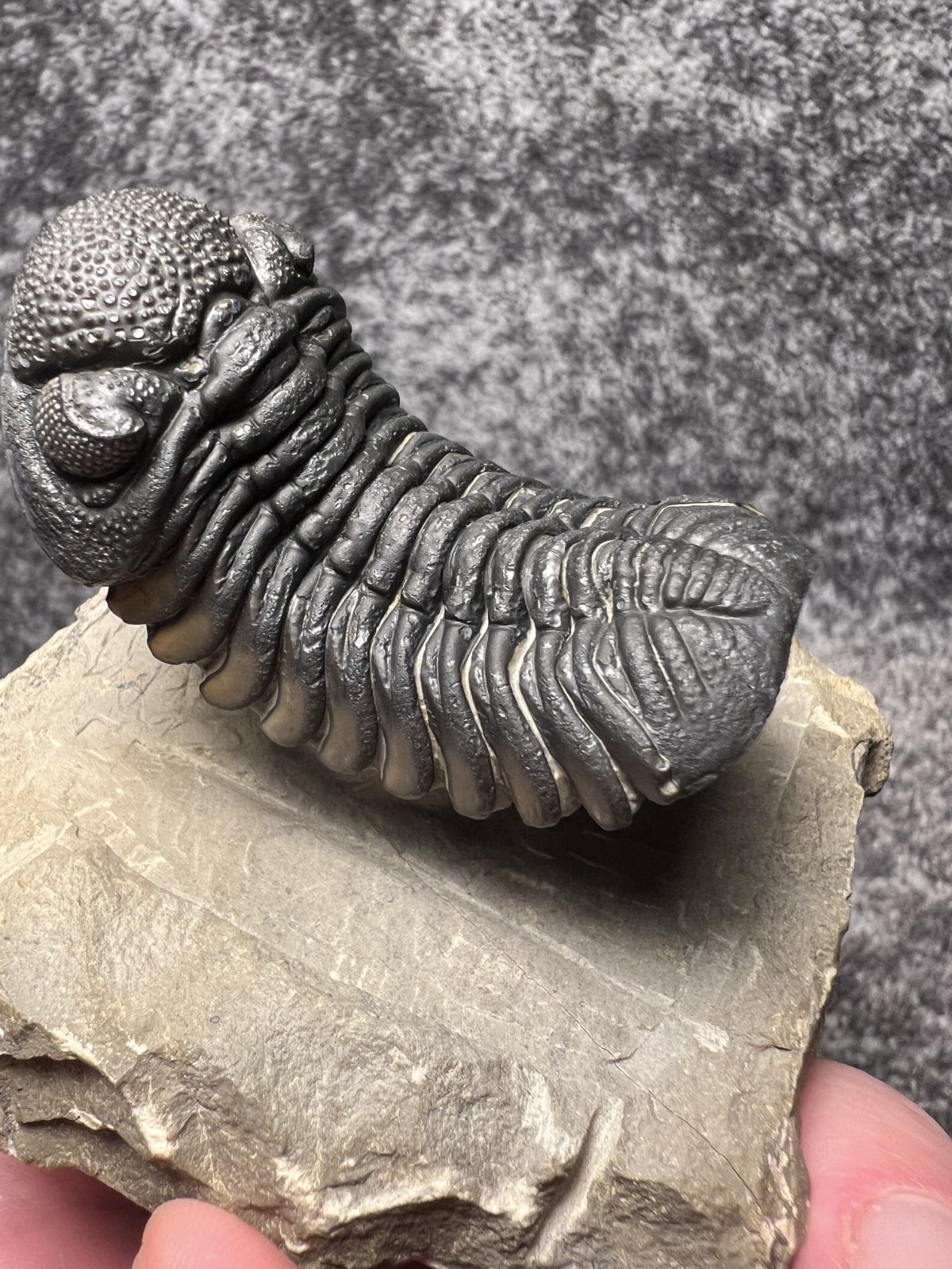 Exceptional Moroccops sp. Trilobite Fossil – Stunning Flying Preparation