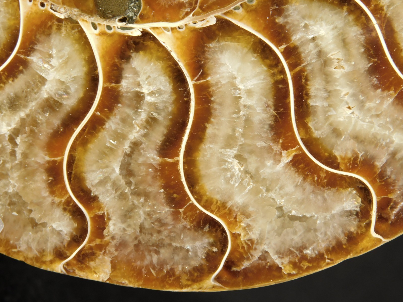 Larger! Cut and Polished AAA Cleoniceras AMMONITE Fossil From Madagascar 149gr