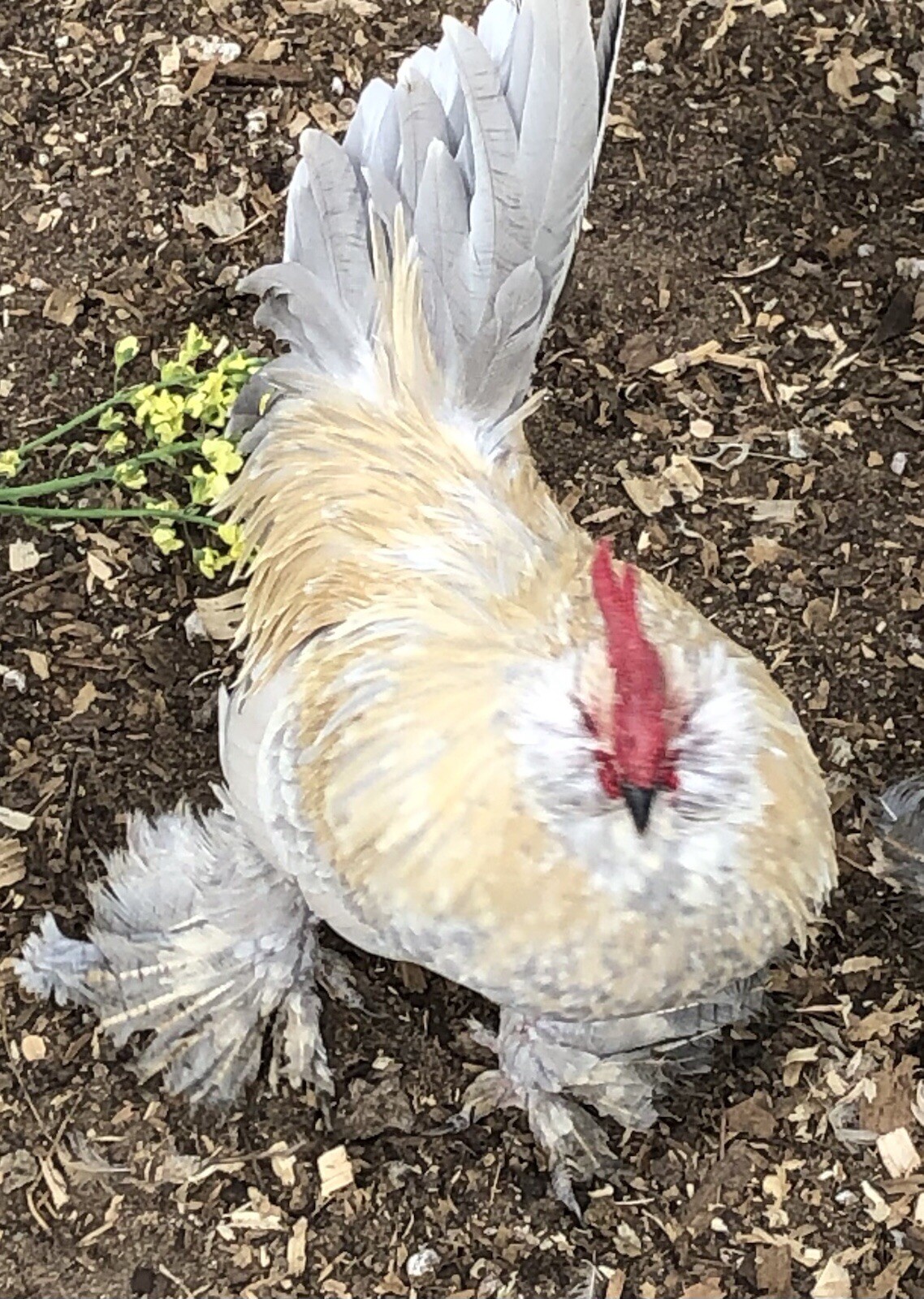 6 + PORCELAIN D’UCCLE BANTAM Fresh Hatching Eggs. Laying Now.