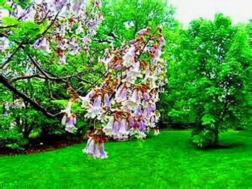 50 Royal Empress (Paulownia tomentosa) Seeds "FASTEST GROWING TREE in the WORLD"