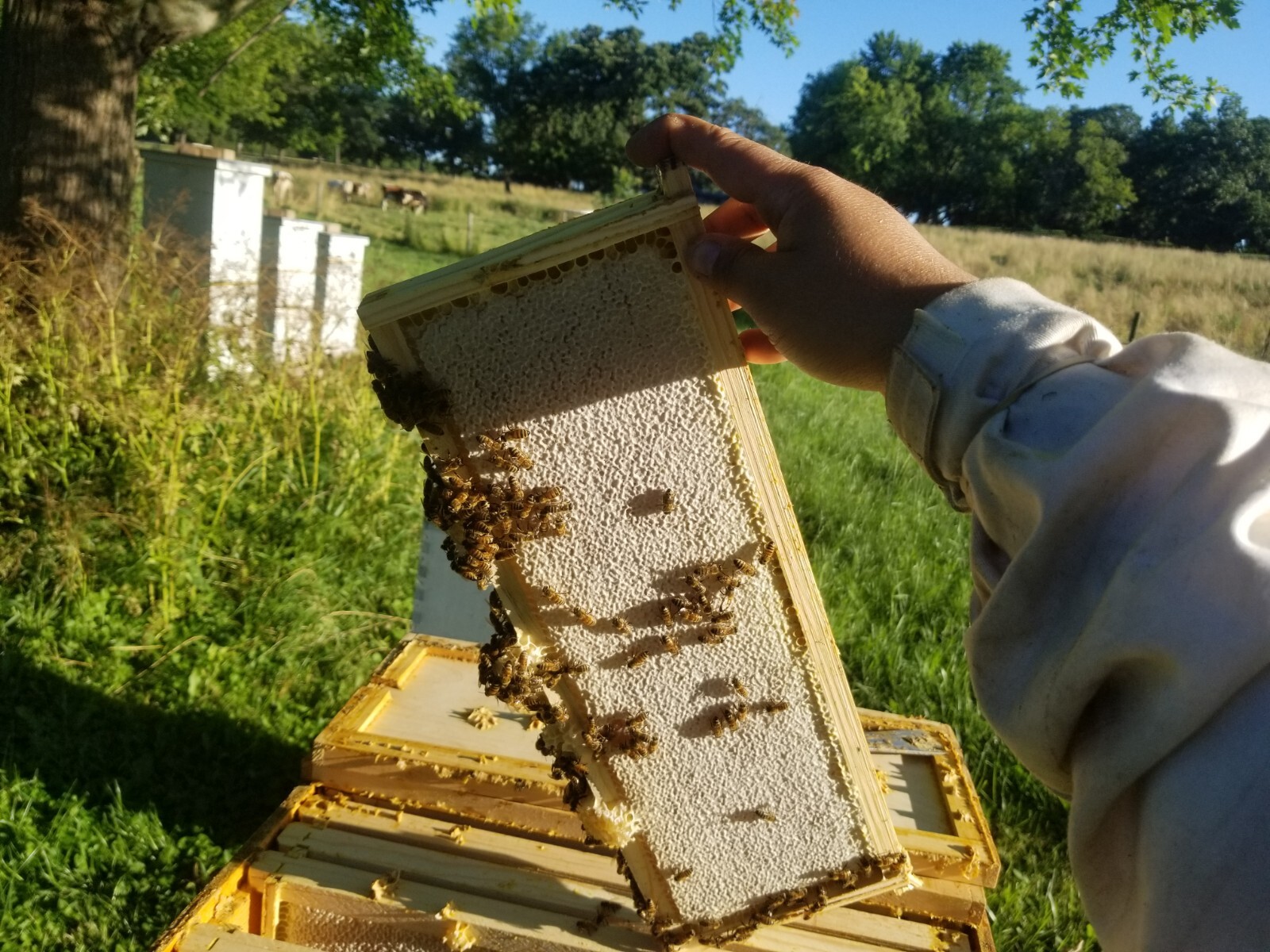 Raw Chunk Honey-1 lb (454g) - 100% Wildflower Local Organic Unfiltered GLASS JAR
