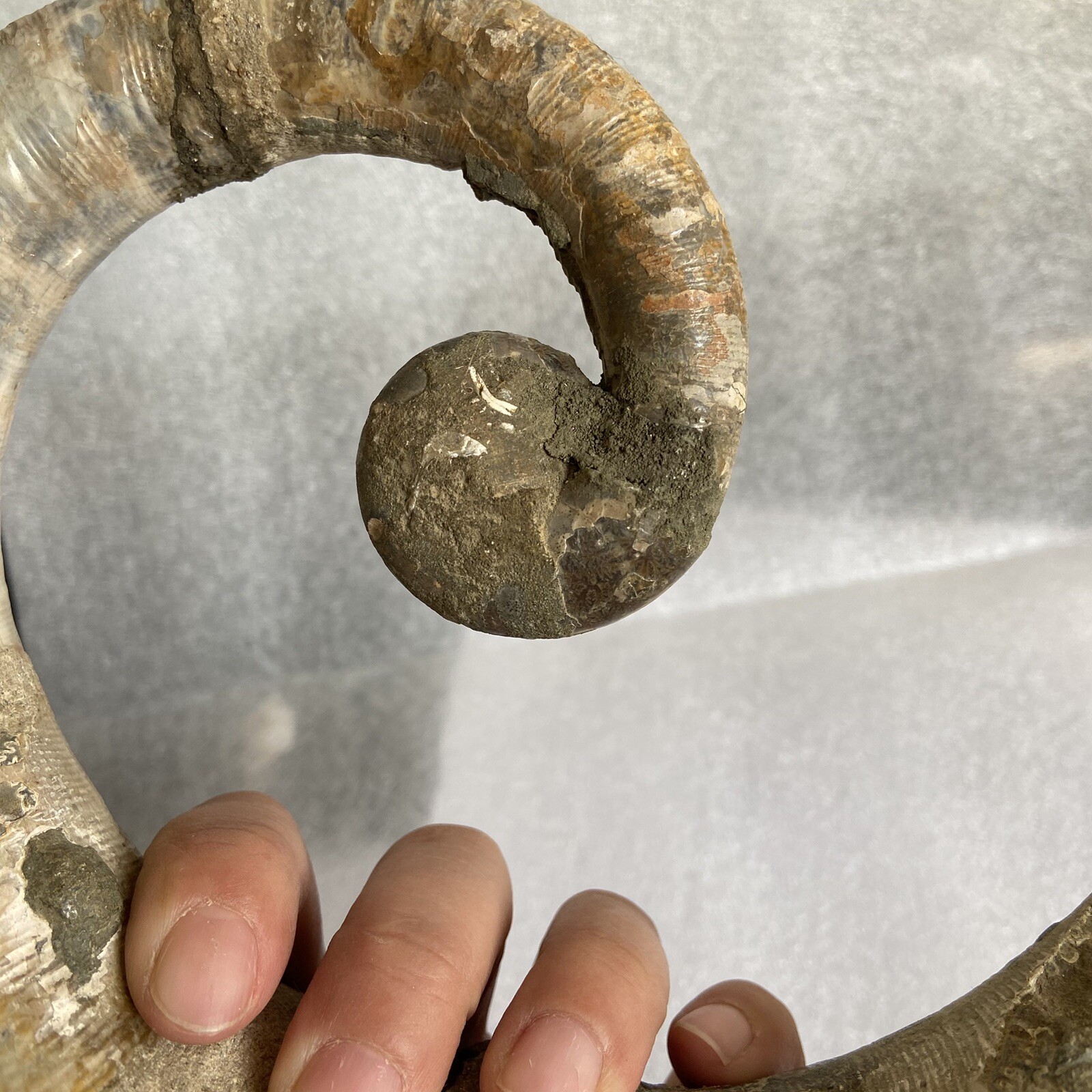 1242g215mm Big Repaired Ancyloceras Ammonite Fossil Sutures Crystal Display Mad