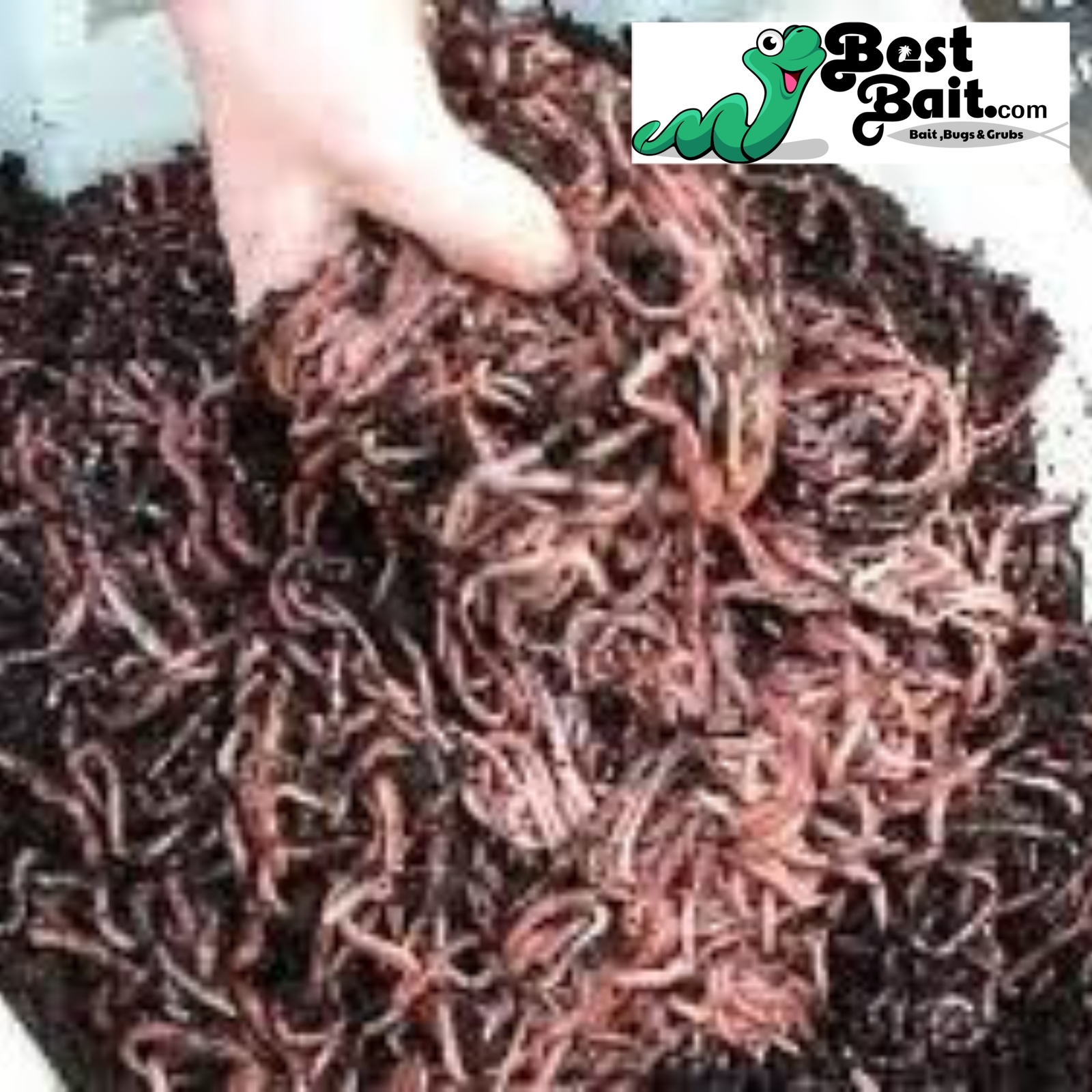 Large Panfish Worms European Nightcrawlers Free Shipping Live Arrival Guarantee