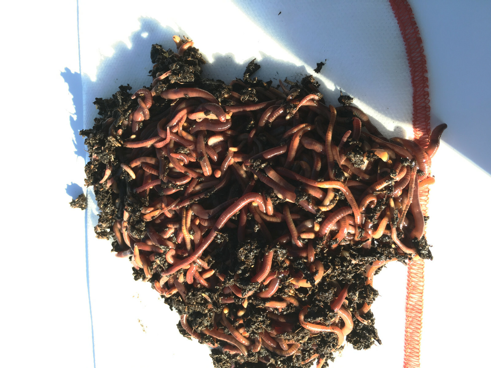 NaturesGoodGuys Live Red Worms 600 Adults - Red Wigglers