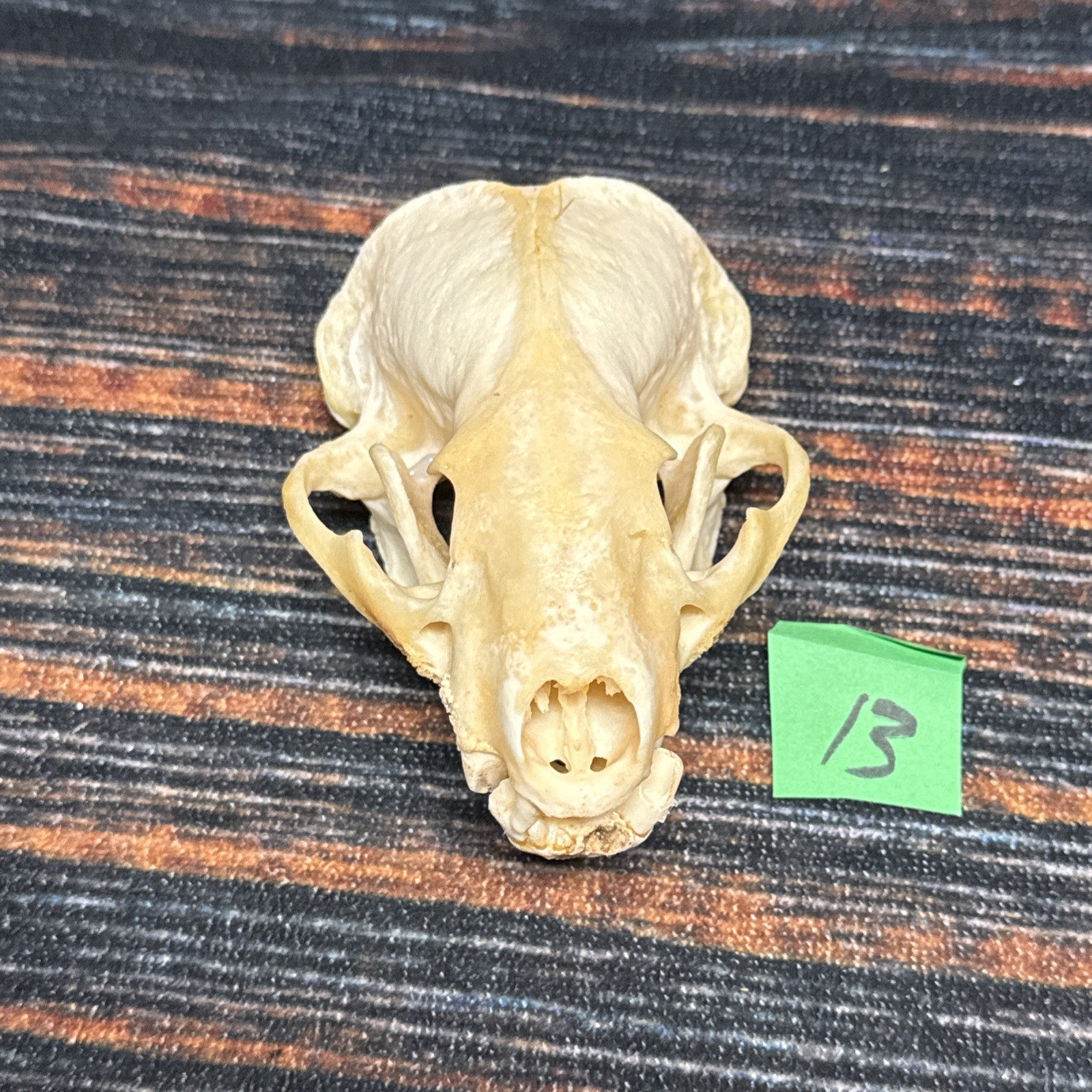 Real XL Badger Skull Unique Gift Halloween Craft Animal Mount Art Model Head Odd