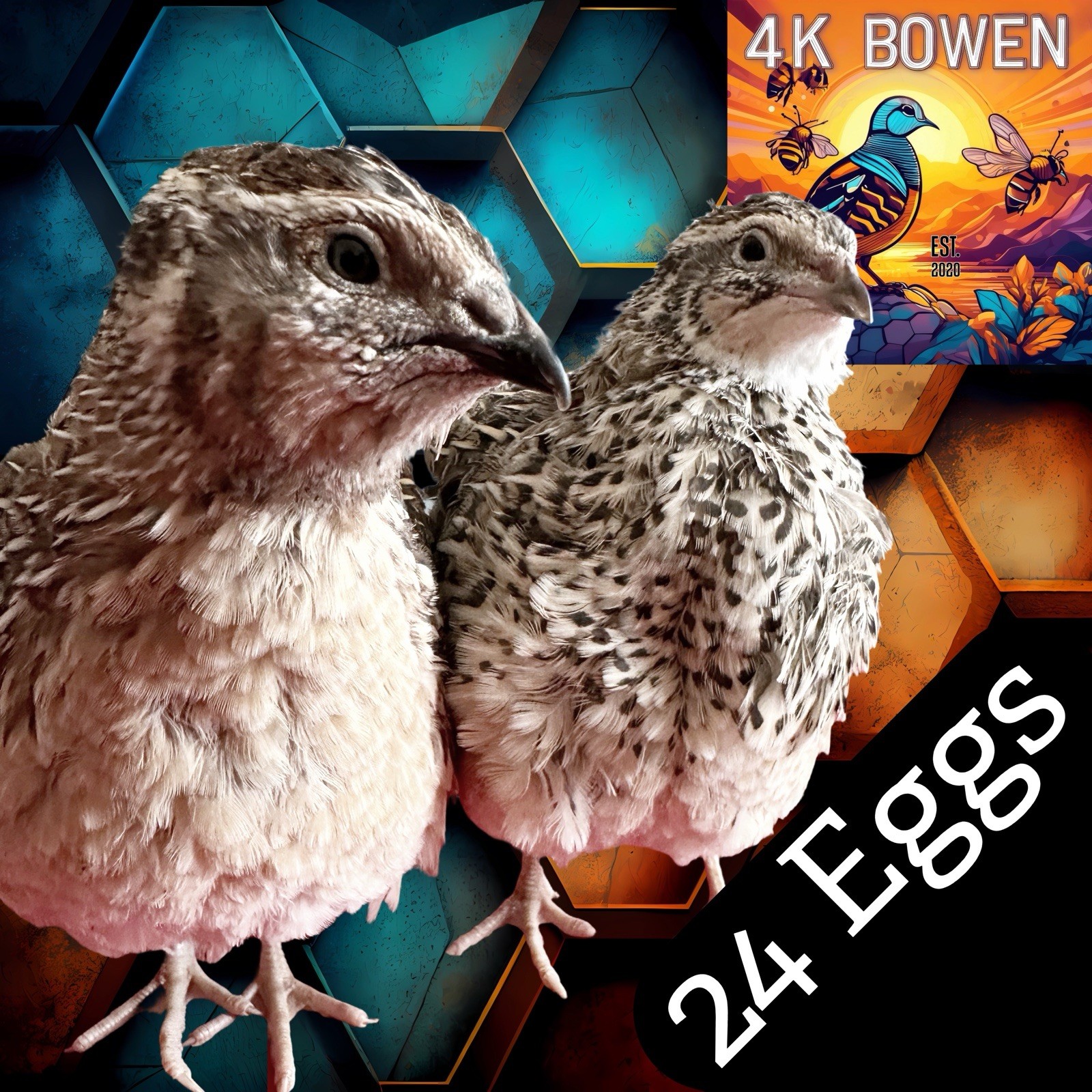 24 Coturnix Quail Fertile Hatching Eggs, NPIP Certified Game Farm