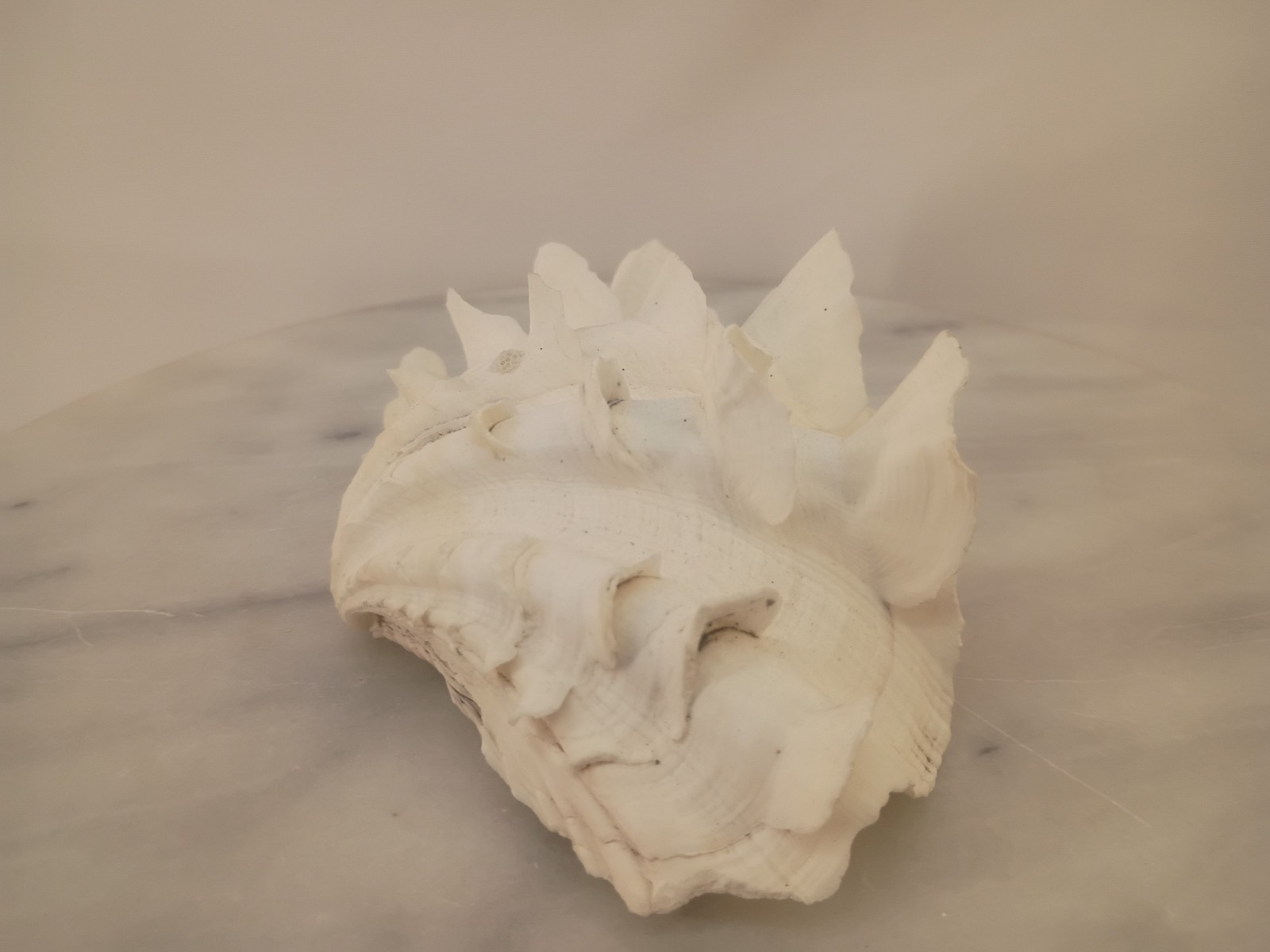 Whole TRIDACNA SQUAMOSA Fluted Clam Shell 5.75" x 4 1/4" White