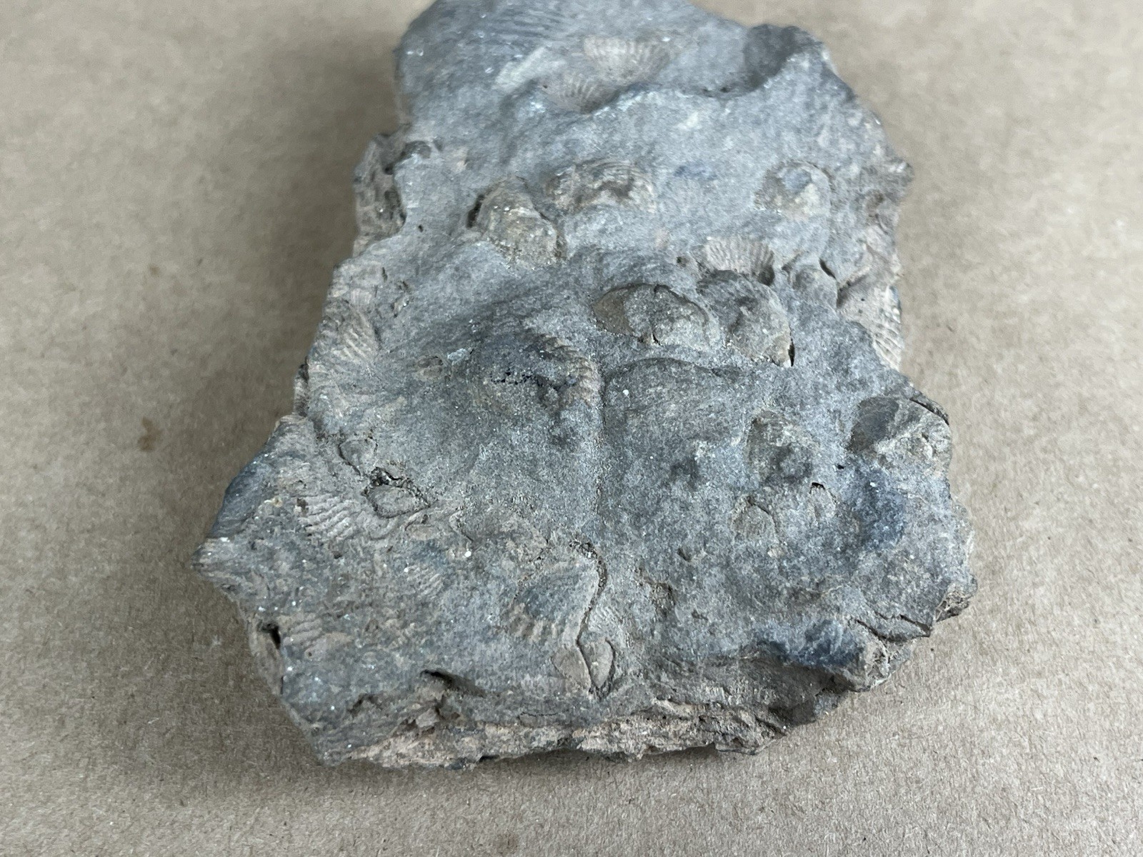 Fossil with Shells 5”