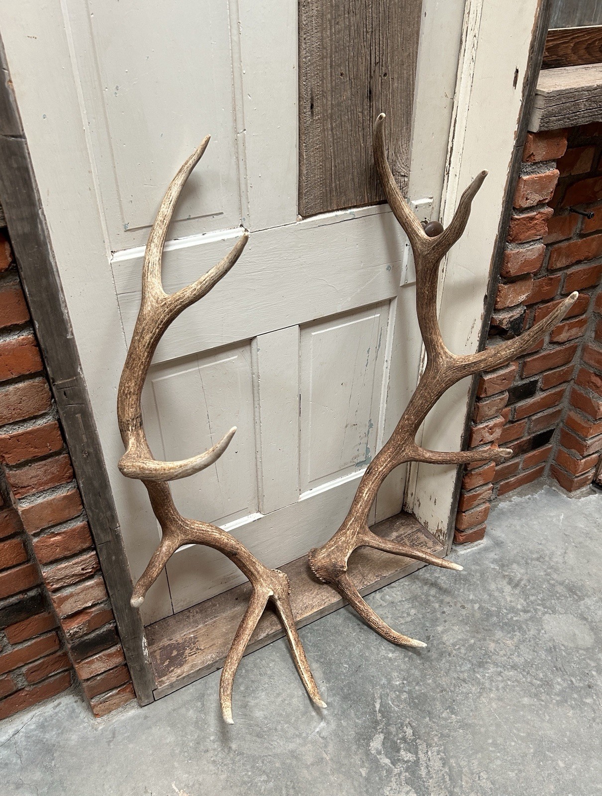6x6 Set Of Elk Sheds ~ Elk Antlers ~ Cabin Decor