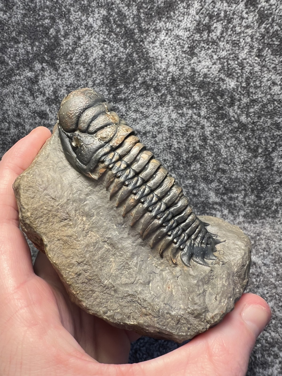 Crotalocephalina (Crotalocephalus) gibbus Trilobite Fossil – Nicely detailed