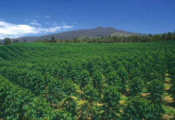 100% Hawaiian / Kona Coffee Beans Medium Roasted 12 Pounds 1 Pound Bags