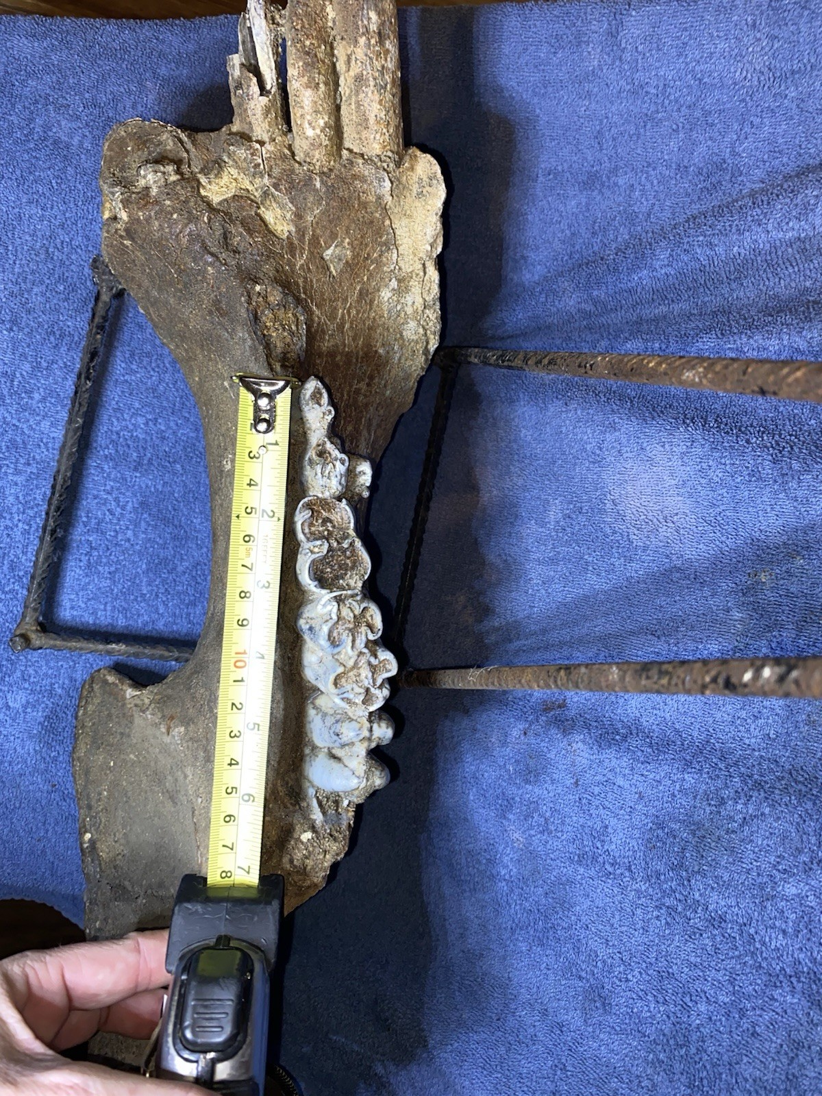 Hippopotamus Jaw Fossil, Indonesia Ice Age