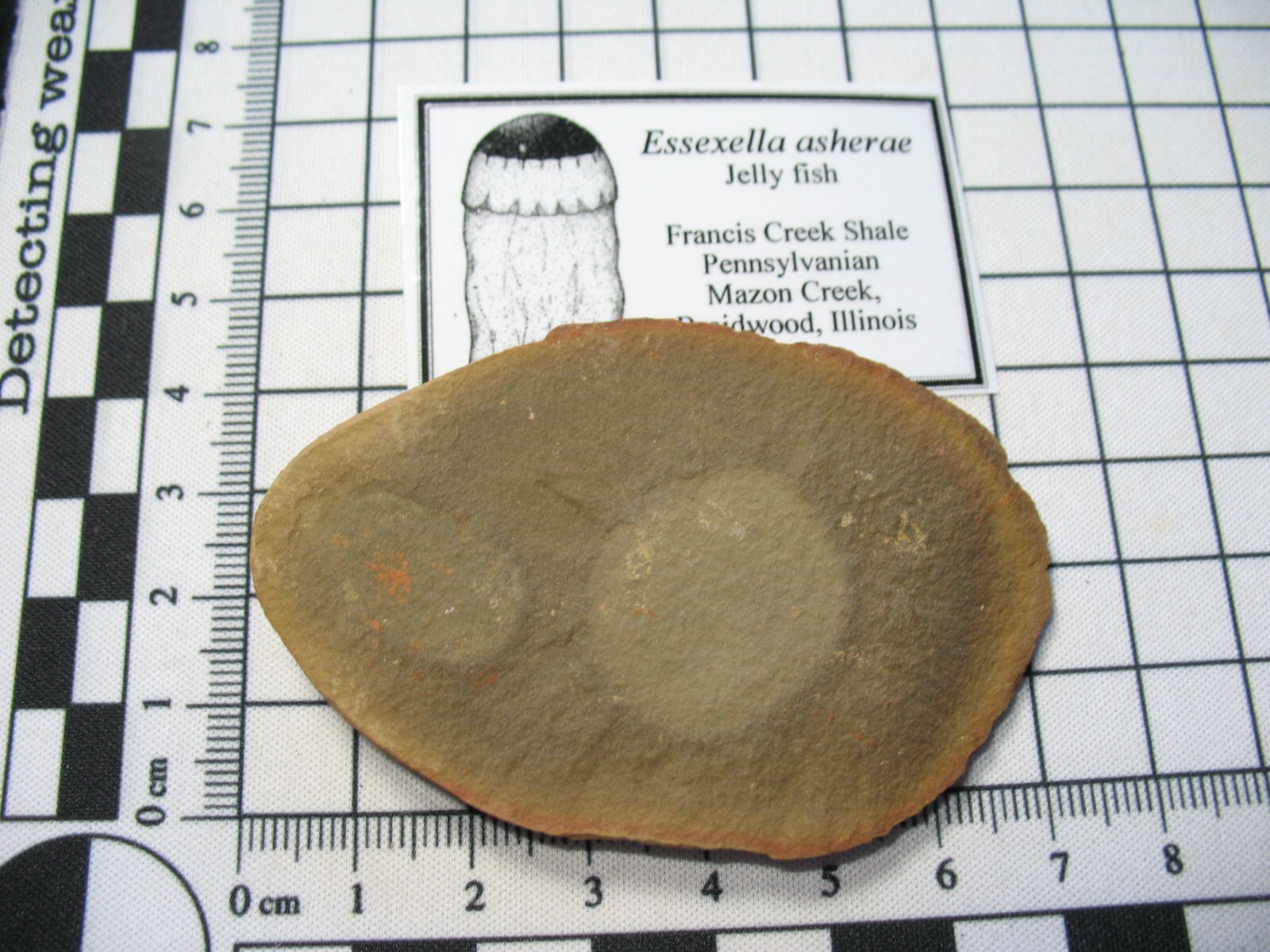 Pennsylvanian Carboniferous Mazon Creek fossil - Essexella jelly fish #15