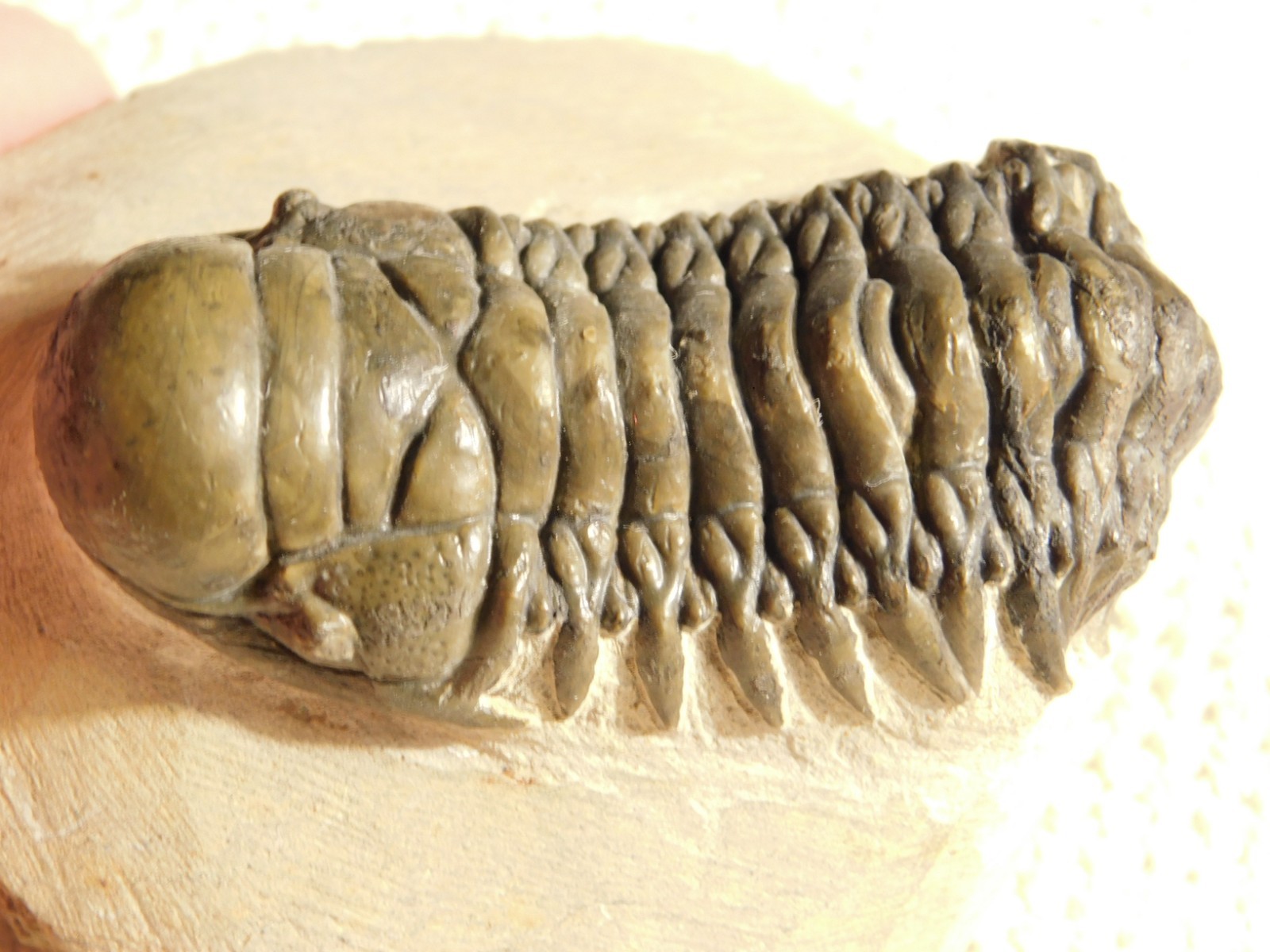 Larger! Crotalocephalina TRILOBITE Fossil 100% Natural Morocco 225gr