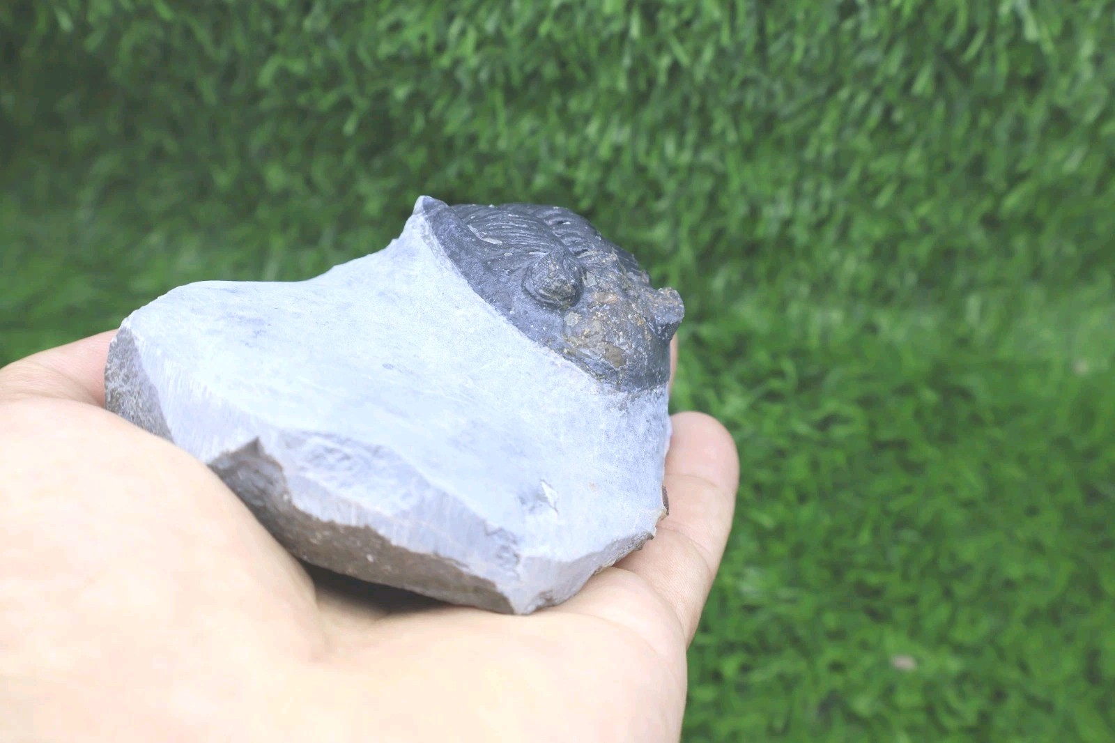 Incomplete Hollardops Trilobite Fossil Devonian - Authentic Detailed trilobite