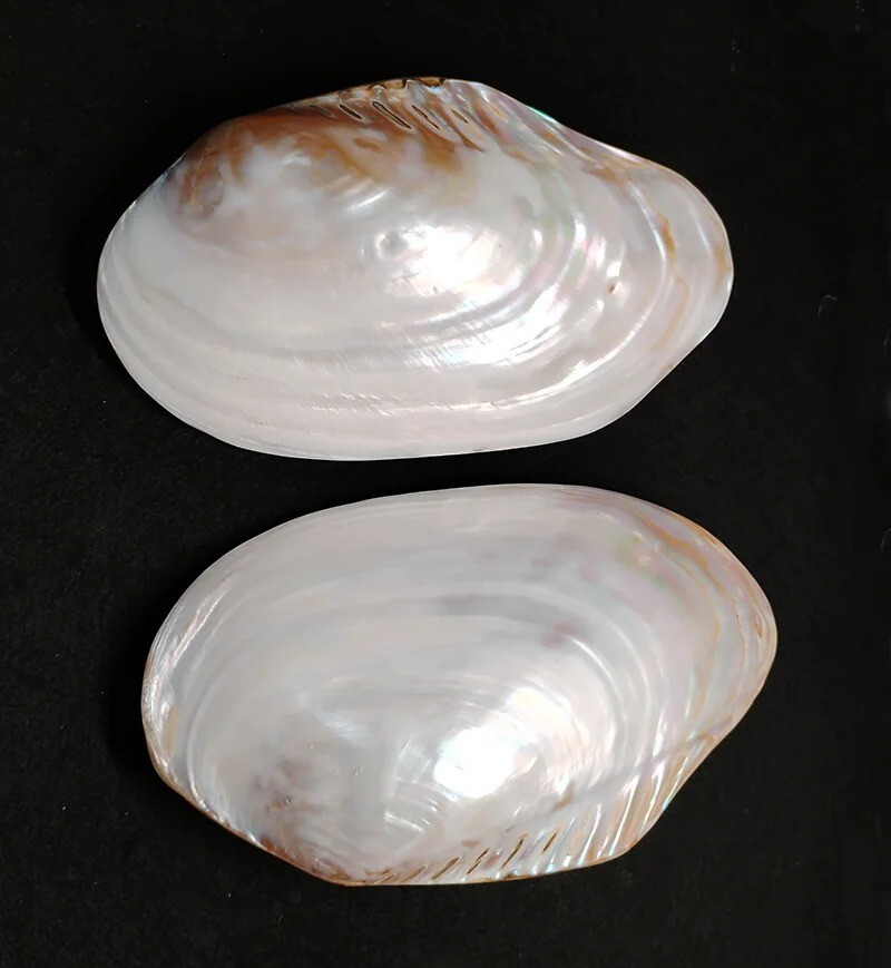 Large Pearlized Mussel Clam Shell Polished Seashell White Mother of Pearl 7-8"