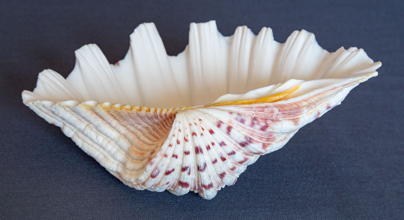 TRIDACNA GIGAS Clam Shell HALF 6" x 4" BEAR PAW Nice Marking