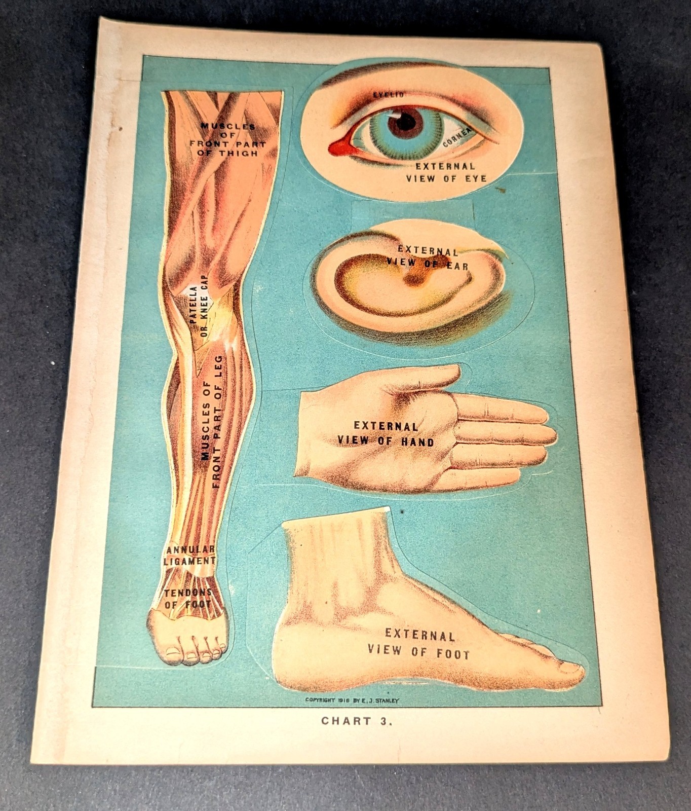 Antique Medical Book Plate Layered Anatomy of Eye Ear Hand Foot Leg E J Stanley
