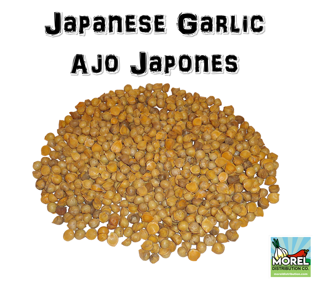 AJO JAPONES (JAPANESE GARLIC) // WEIGHTS: 1 LB,2 LBS, 5 LBS 10 LBS, & 20 LBS!