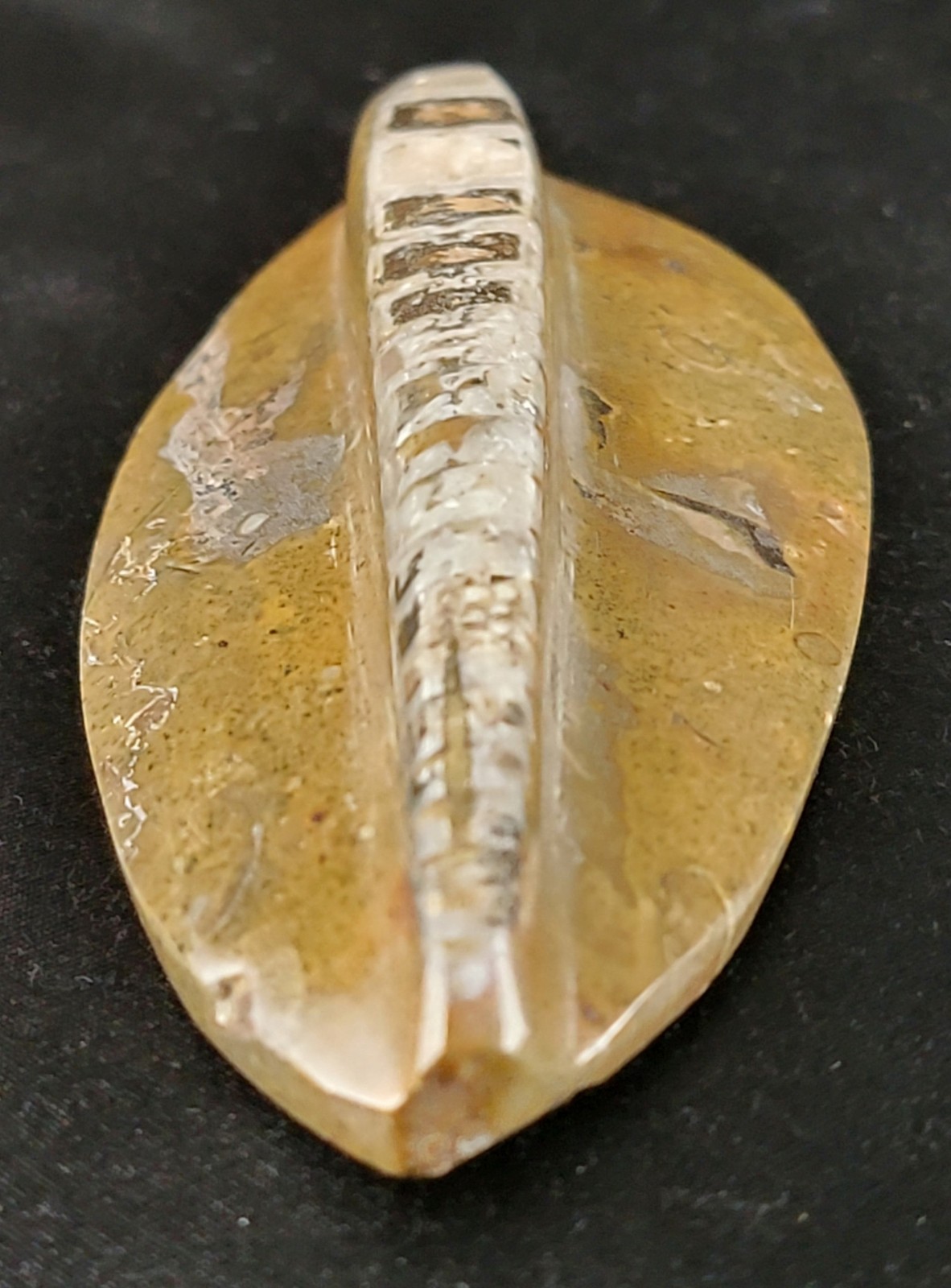 Vintage Ancient Orthoceras Squid Shell Fossil Morocco Approx 3.5" & 4.5" Lot of