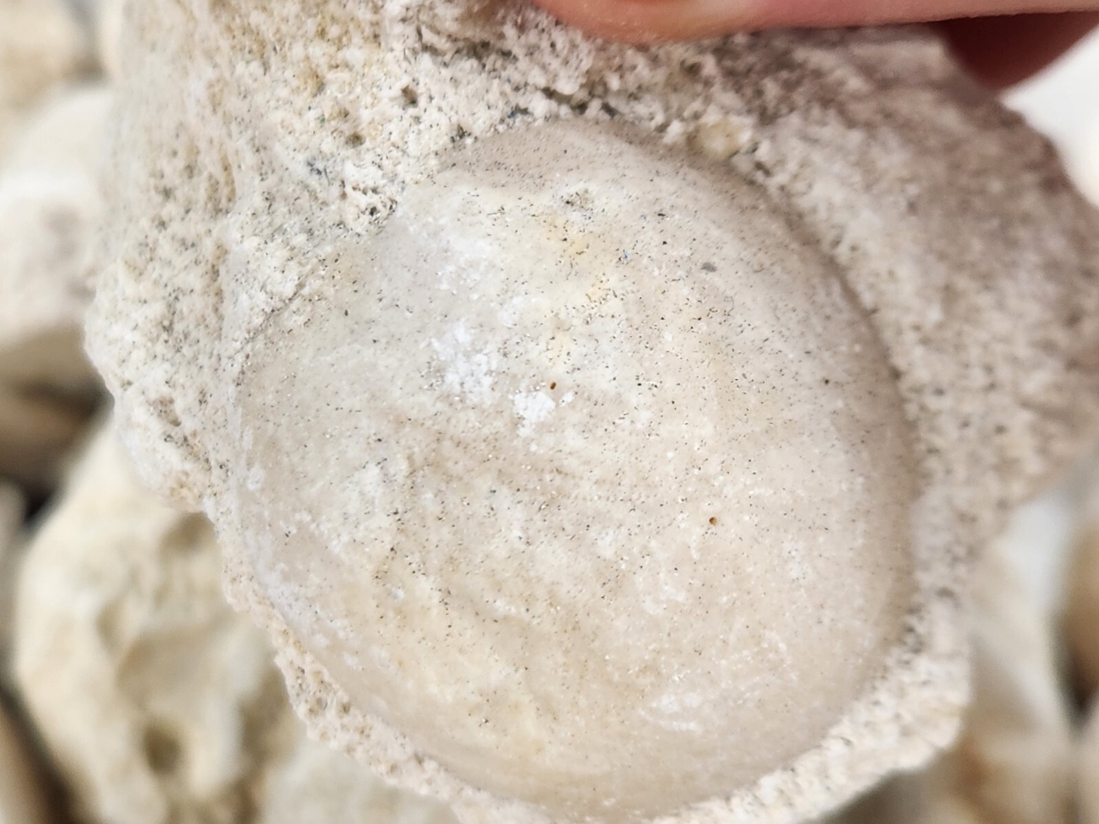 Fossil Sea Urchin (Echinoid) - Florida - 1 Per Purchase - Matrix/Free Standing