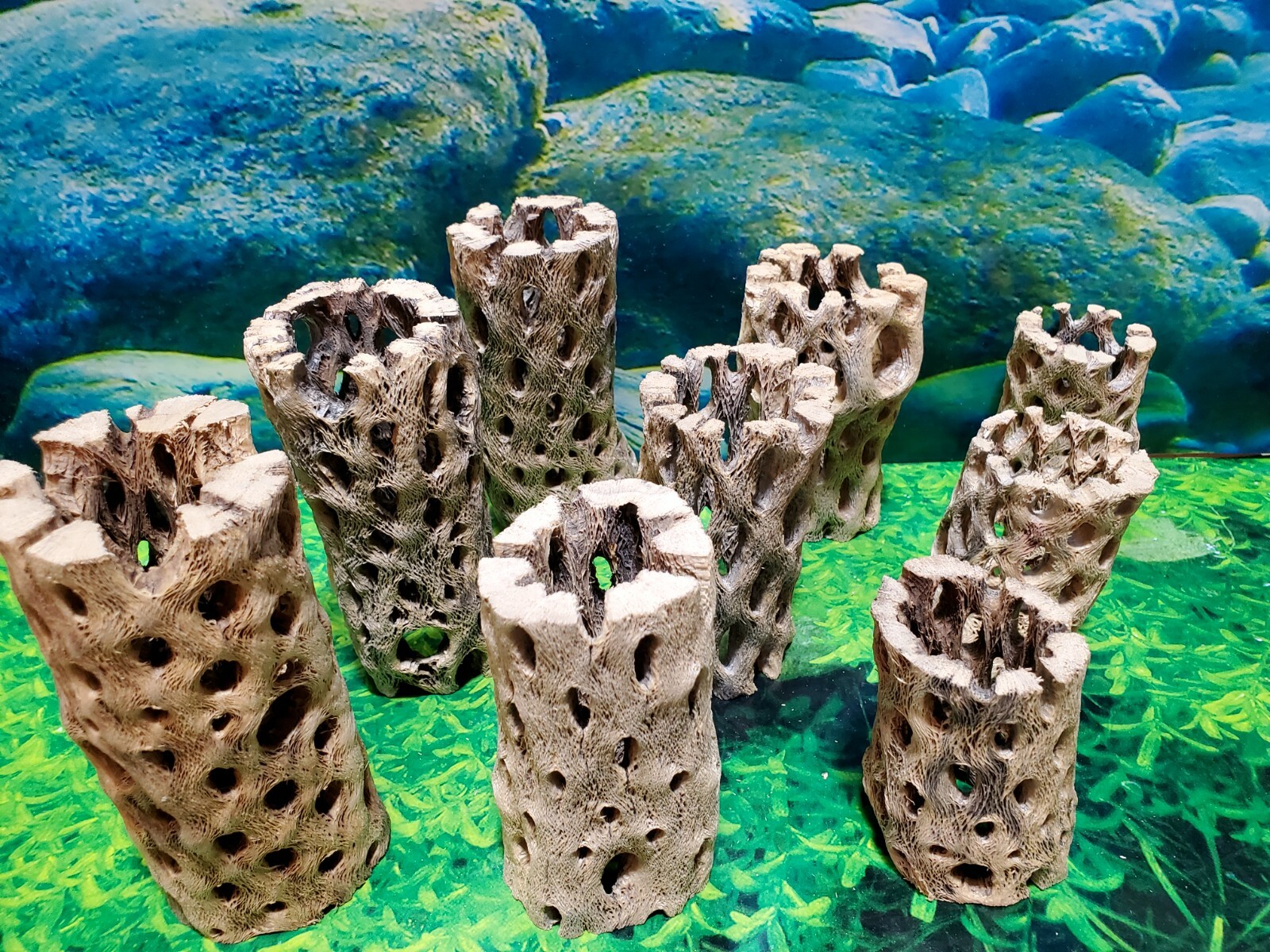 TEDDY BEAR CHOLLA Wood | 3 pcs, 3 sizes | Nice Air Plant Display Stands | Crafts